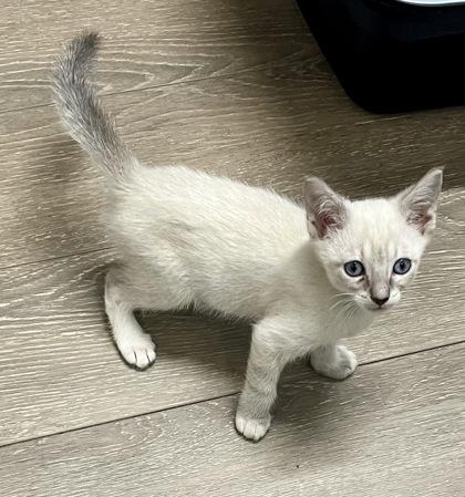 Effie Trinket, adopted, Kitten Female Domestic Short Hair.