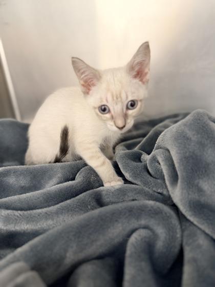 Effie Trinket, an adopted Domestic Short Hair in Annapolis, MD image 2/2