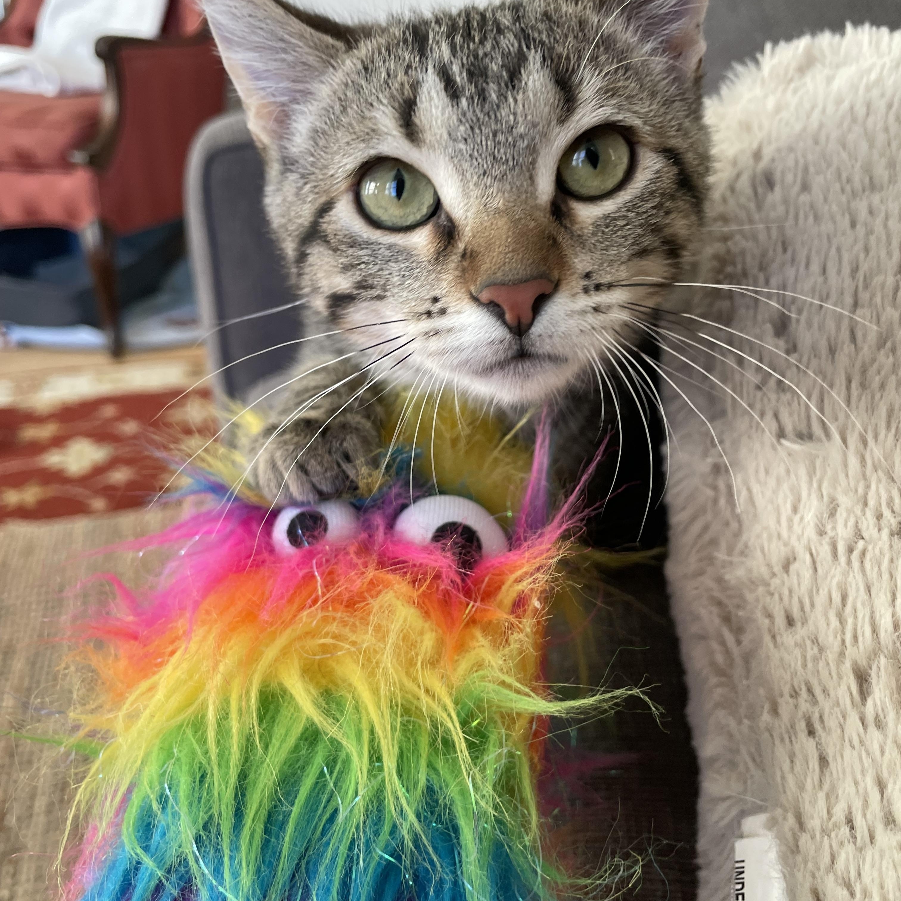 Caramel Apple, a Adoptable Domestic Short Hair in Chicago, IL image 2/5