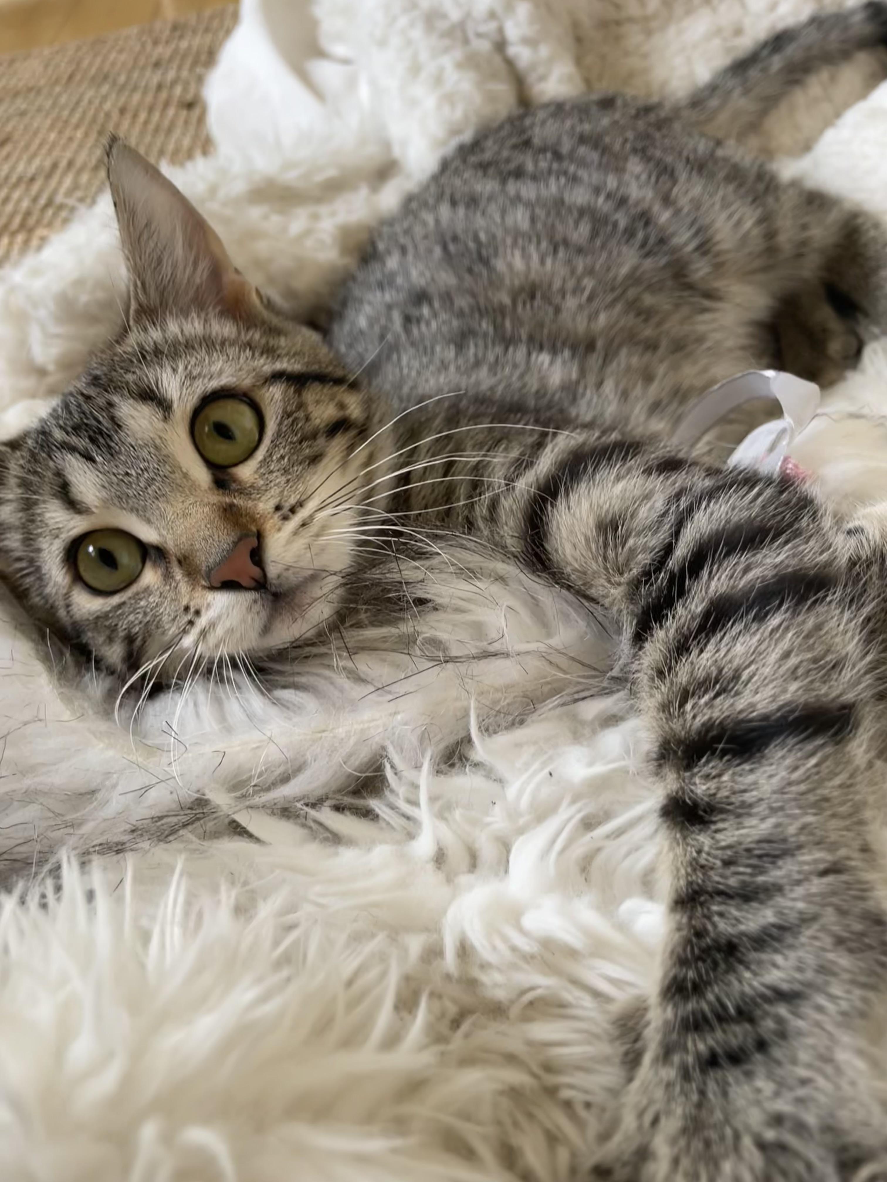 Caramel Apple, Adoptable, Young Female Domestic Short Hair.