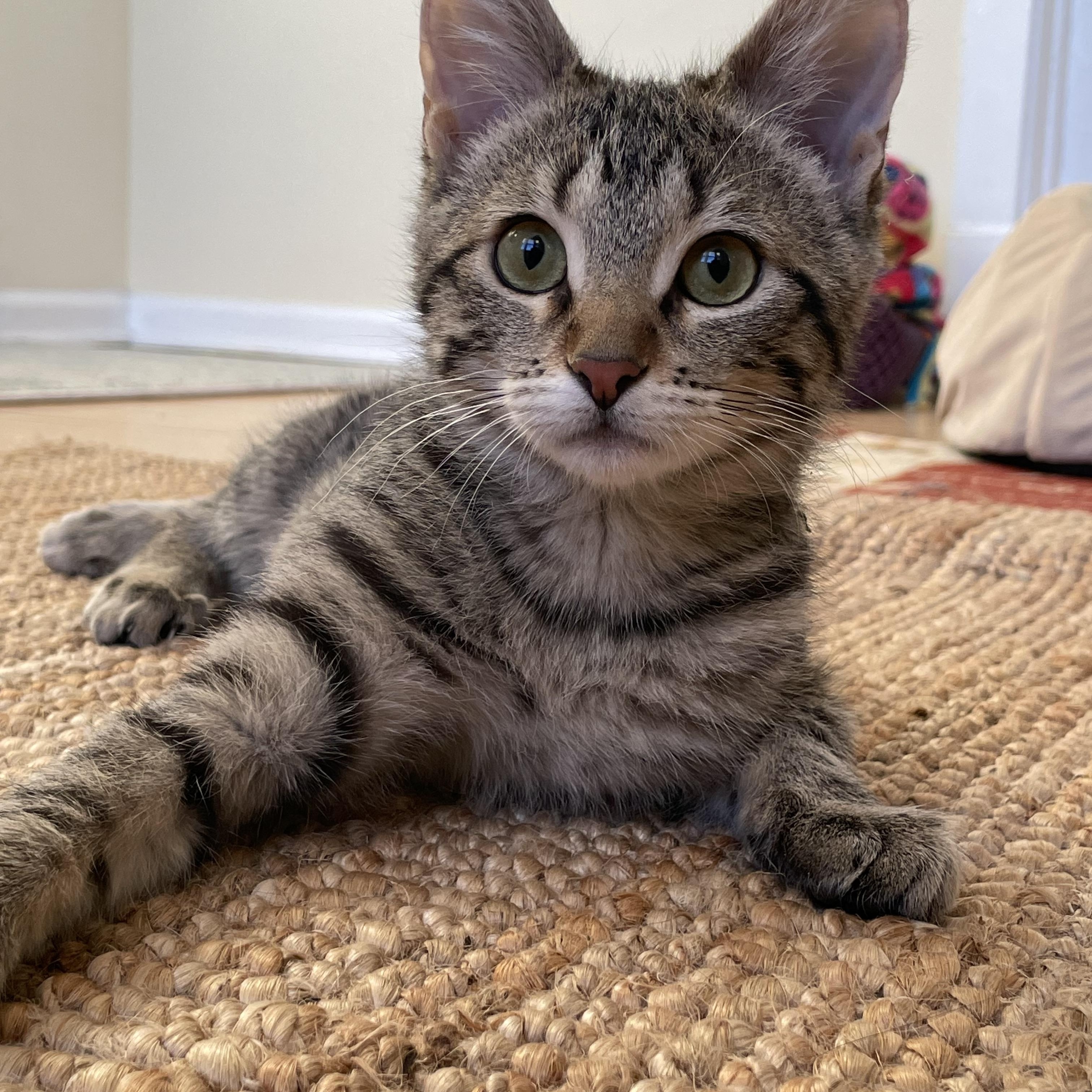 Caramel Apple, a Adoptable Domestic Short Hair in Chicago, IL image 3/5