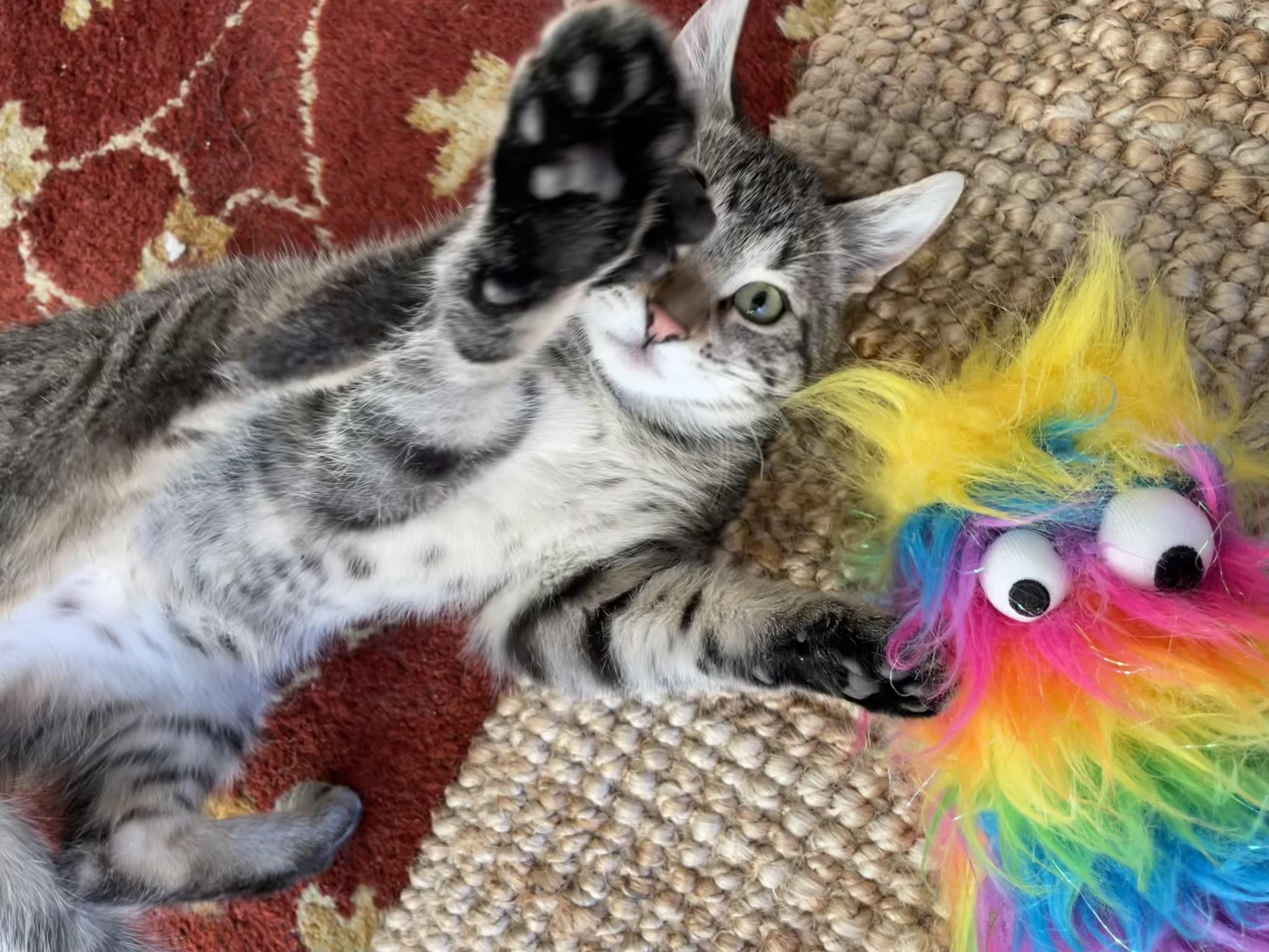 Caramel Apple, a Adoptable Domestic Short Hair in Chicago, IL image 4/5