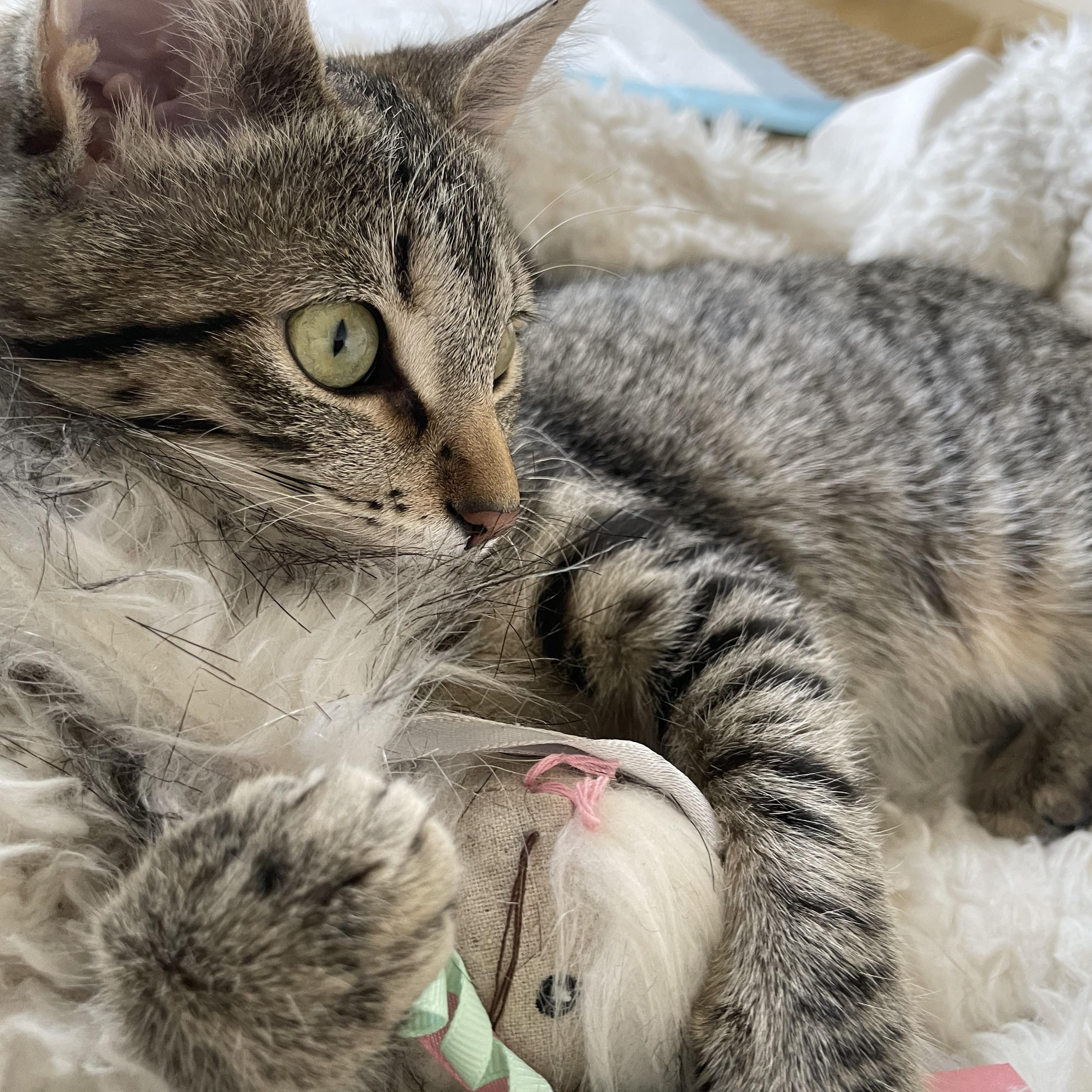 Caramel Apple, a Adoptable Domestic Short Hair in Chicago, IL image 5/5