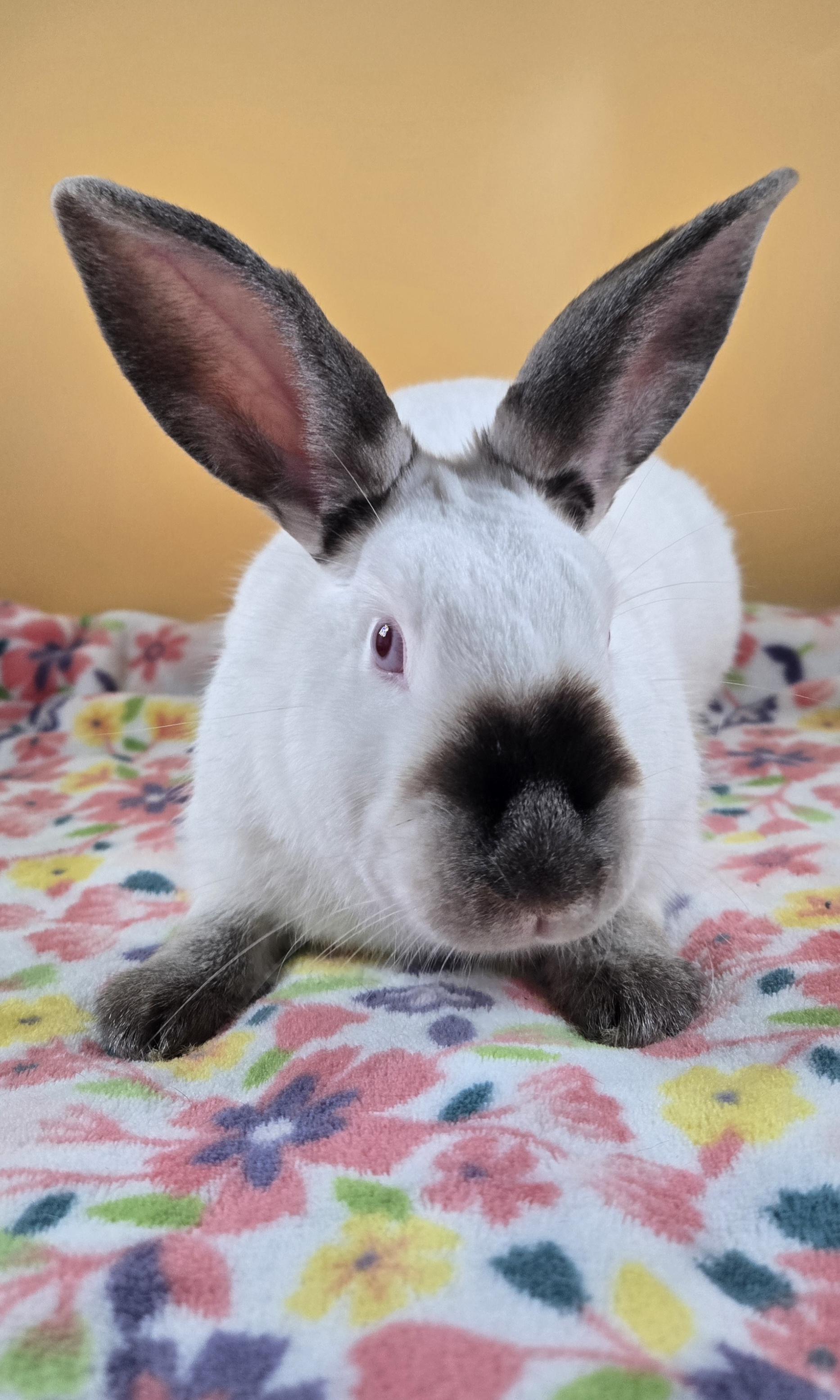 Casper, a Adoptable Californian in San Antonio, TX image 2/3