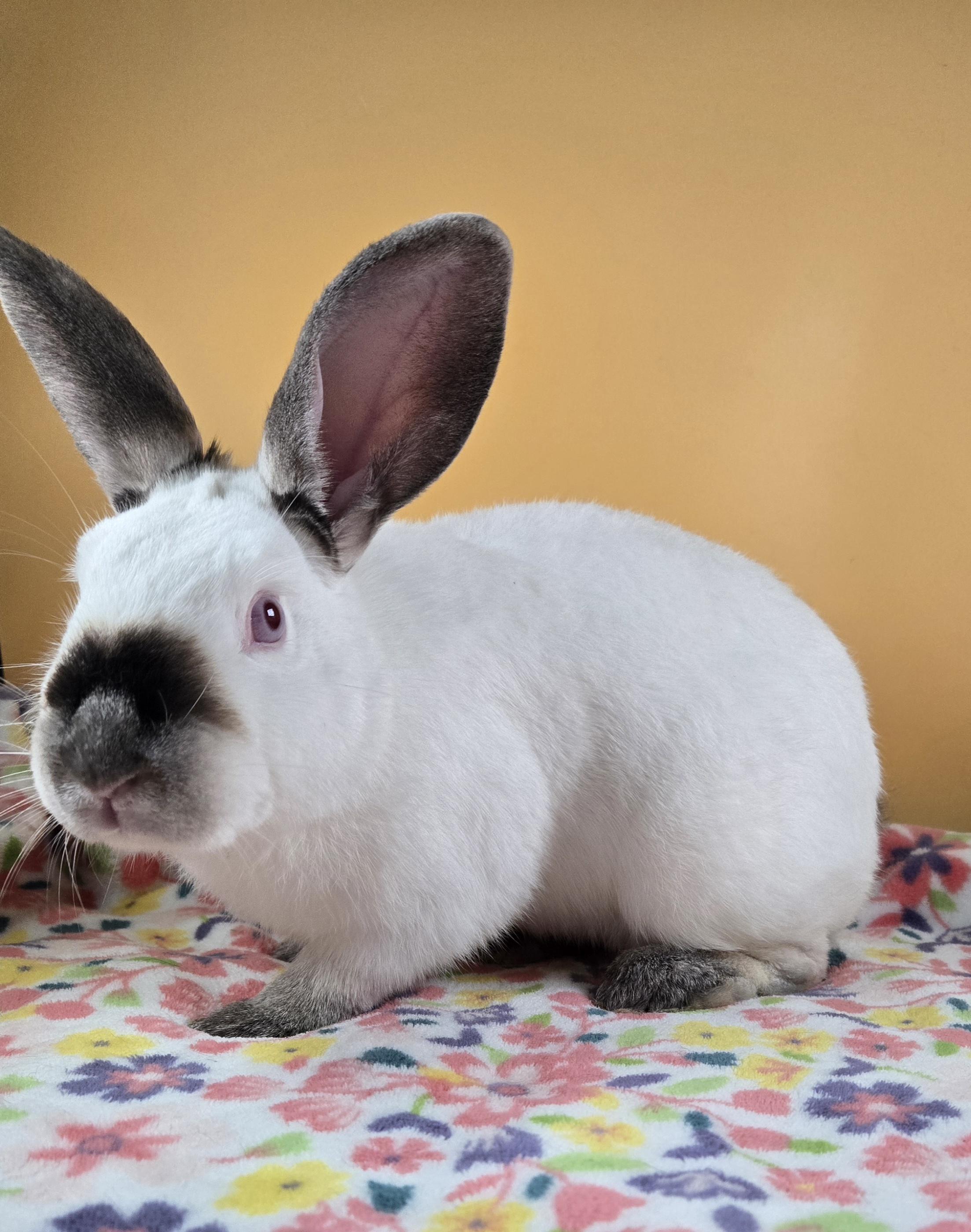Casper, a Adoptable Californian in San Antonio, TX image 3/3