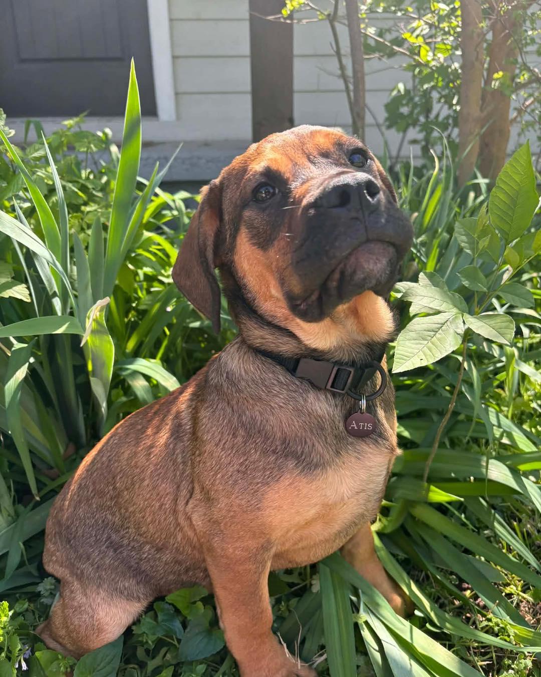 Enlarge Atis, a ADOPTABLE mixed breed in Broken Arrow, OK image 1/5