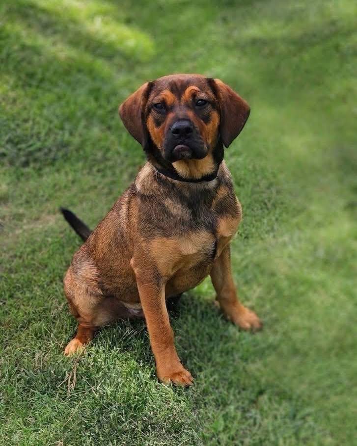 Atis, a ADOPTABLE mixed breed in Broken Arrow, OK image 2/3
