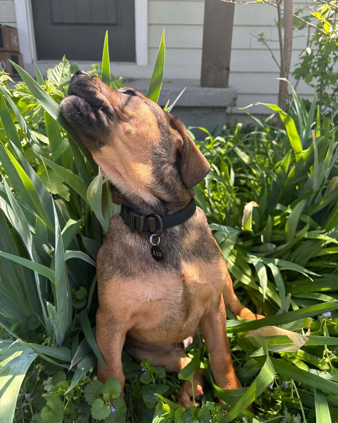 Enlarge Atis, a ADOPTABLE mixed breed in Broken Arrow, OK image 5/5