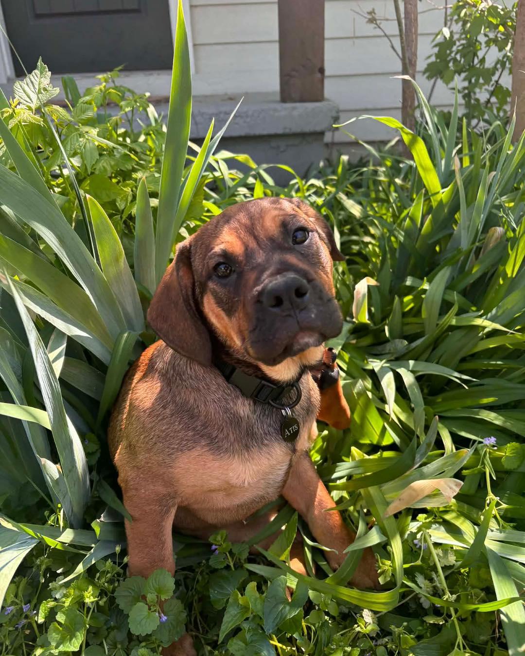Enlarge Atis, a ADOPTABLE mixed breed in Broken Arrow, OK image 3/5