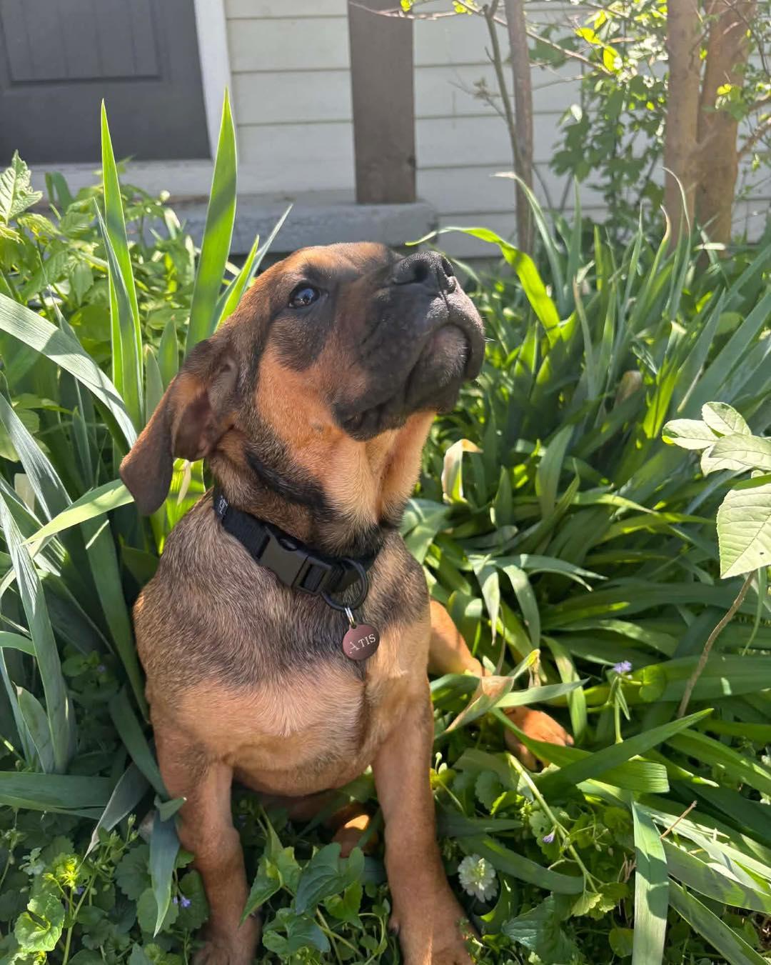 Enlarge Atis, a ADOPTABLE mixed breed in Broken Arrow, OK image 4/5