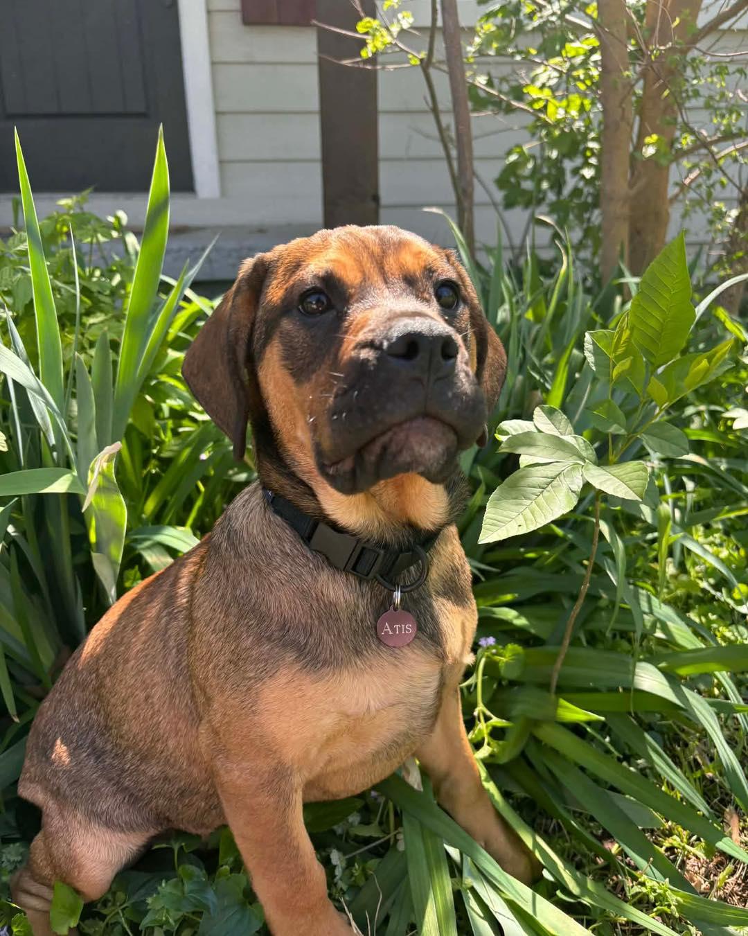 Enlarge Atis, a ADOPTABLE mixed breed in Broken Arrow, OK image 2/5