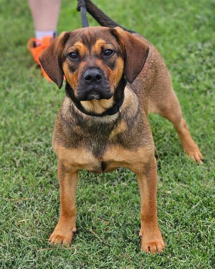 Atis, ADOPTABLE, Puppy Male Dachshund & Shepherd.