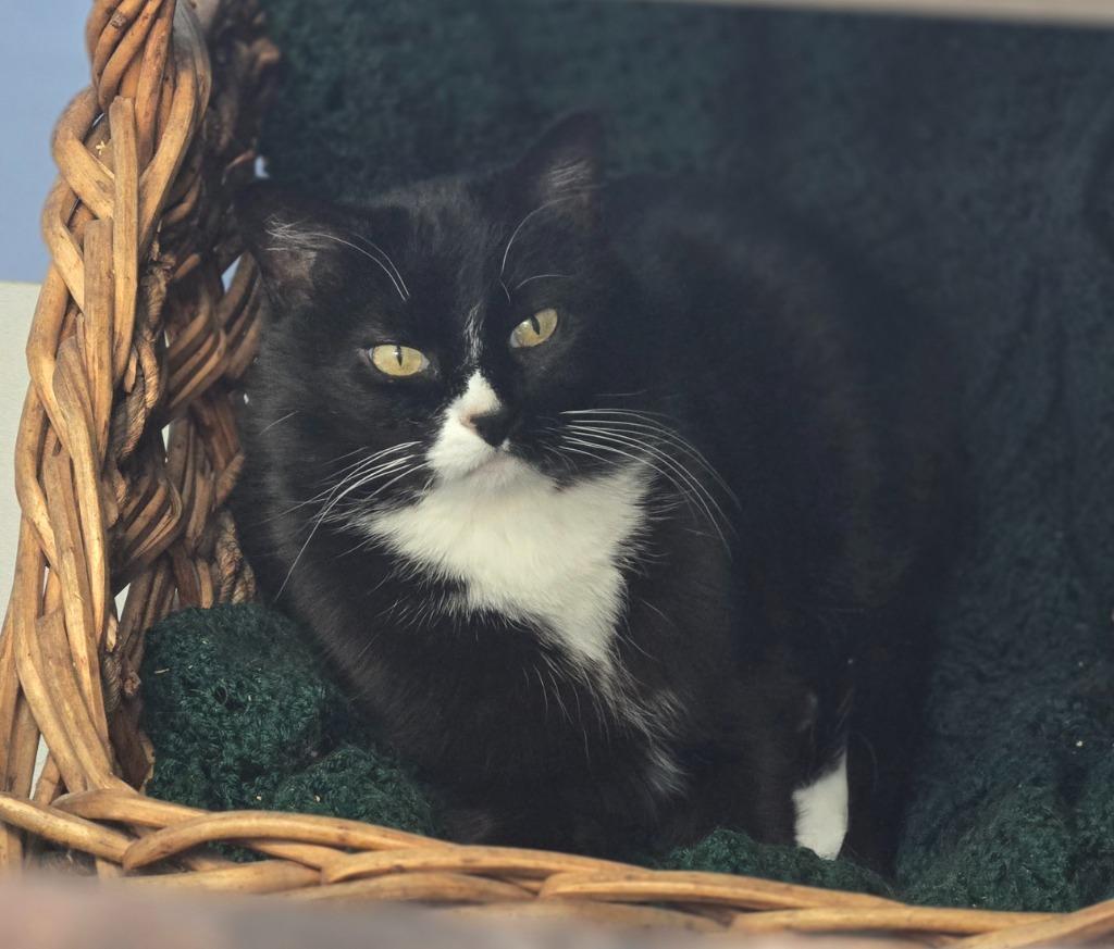 Nara, Adoptable, Senior Female Domestic Short Hair.