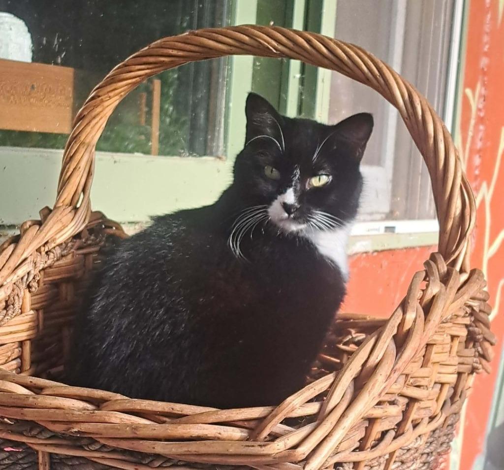 Enlarge Nara, a Adoptable mixed breed in Viroqua, WI image 1/2