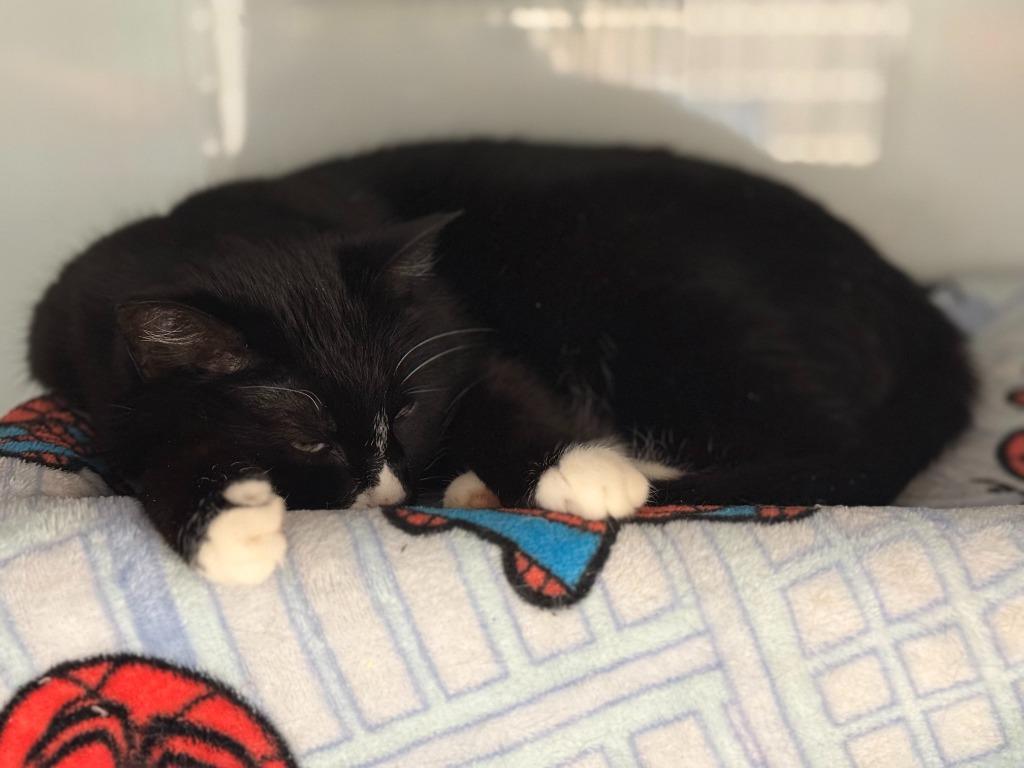 Enlarge Nara, a Adoptable mixed breed in Viroqua, WI image 2/3