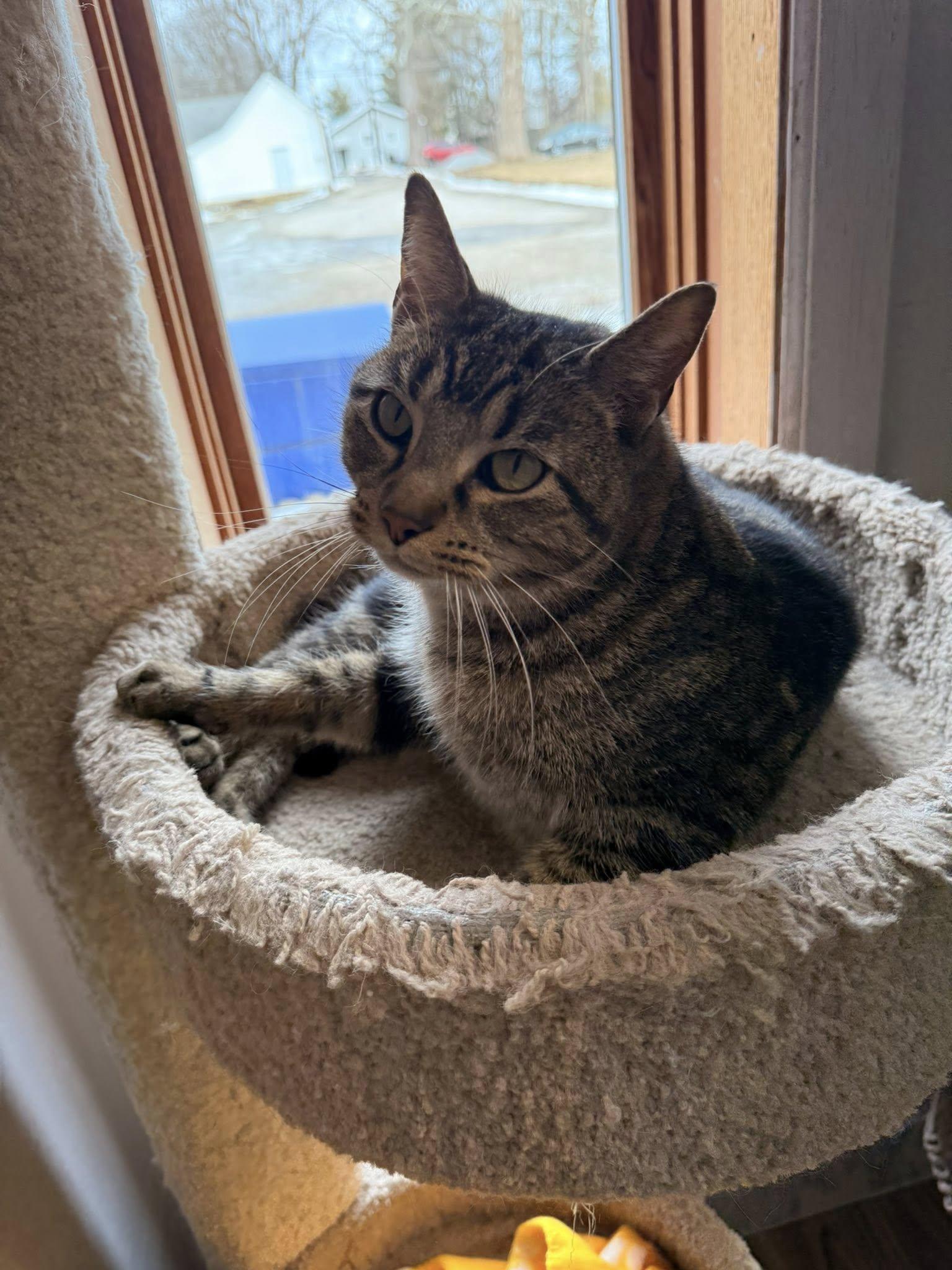 Enlarge Anna, a ADOPTABLE Domestic Short Hair in Indianapolis, IN image 4/5