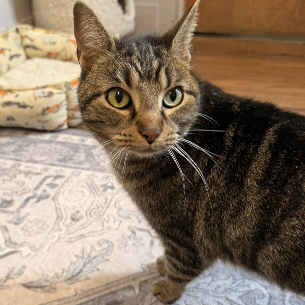 Enlarge Anna, a ADOPTABLE Domestic Short Hair in Indianapolis, IN image 1/5