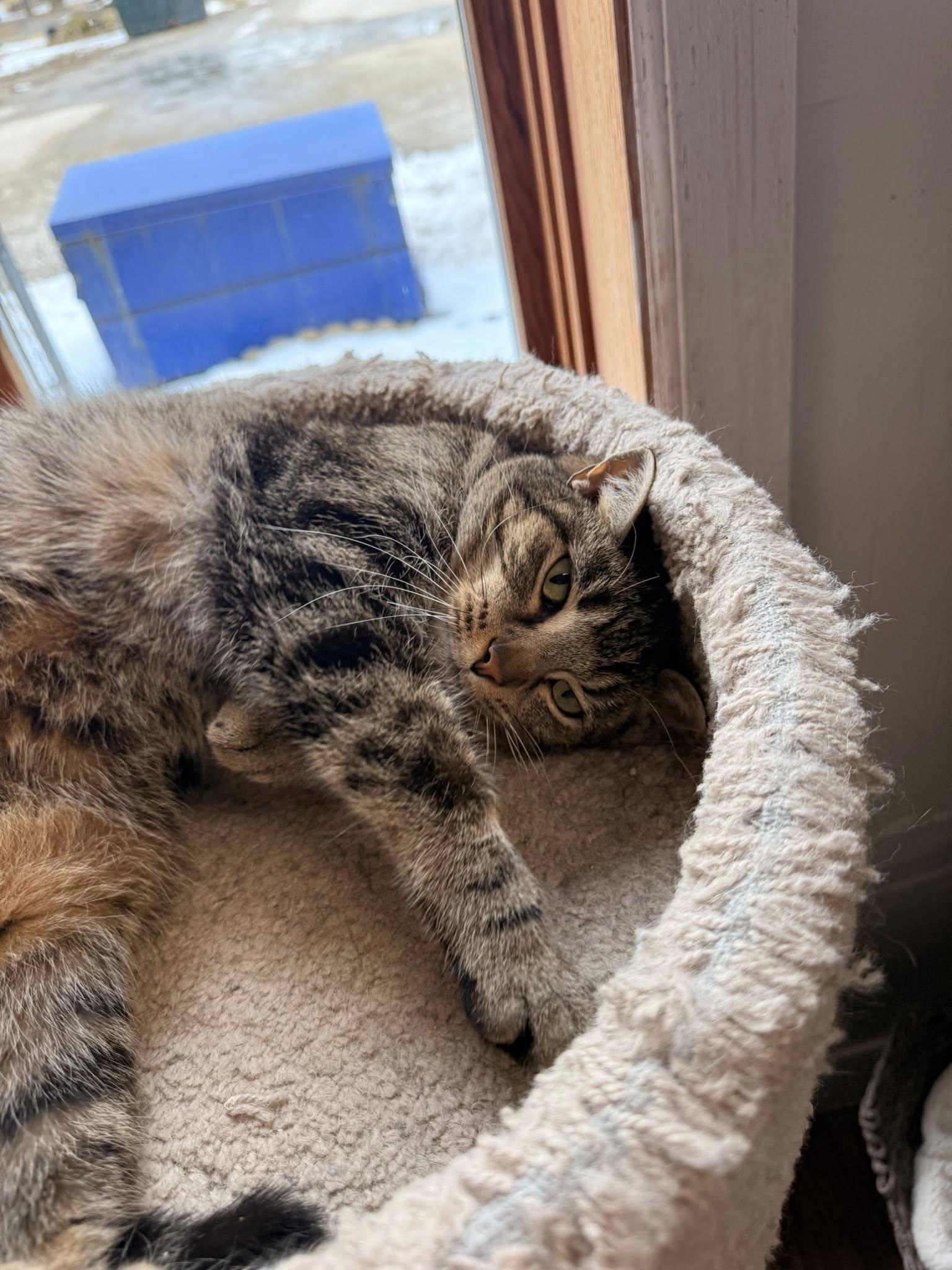 Enlarge Anna, a ADOPTABLE Domestic Short Hair in Indianapolis, IN image 5/5