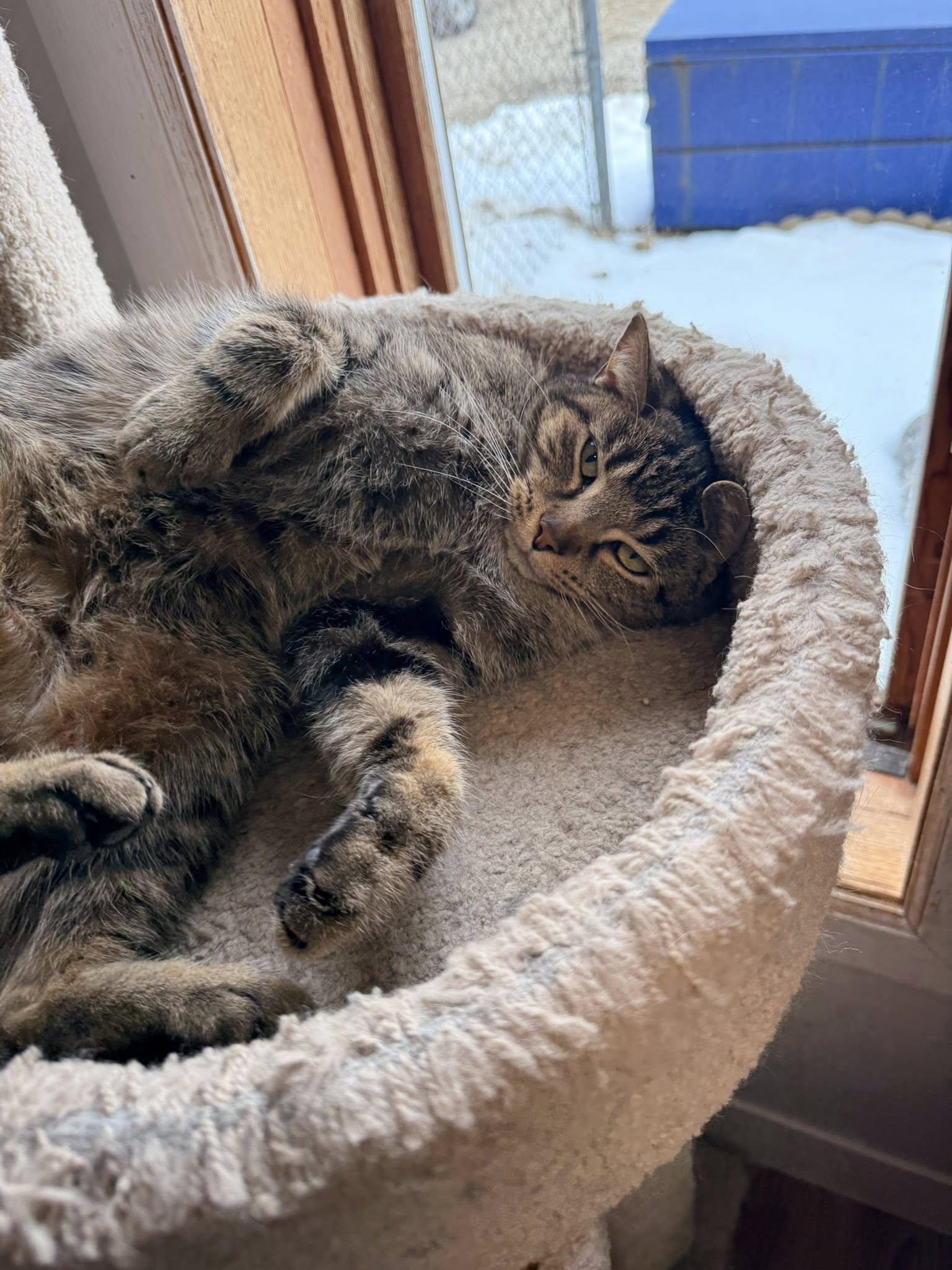 Enlarge Anna, a ADOPTABLE Domestic Short Hair in Indianapolis, IN image 3/5