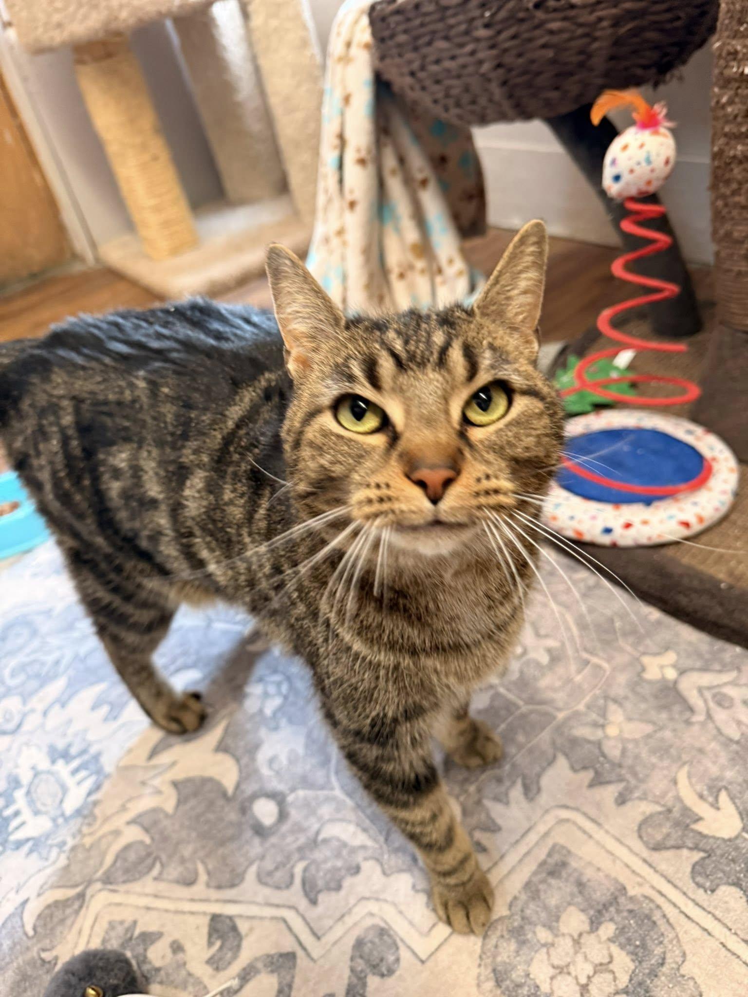 Enlarge Anna, a ADOPTABLE Domestic Short Hair in Indianapolis, IN image 2/5