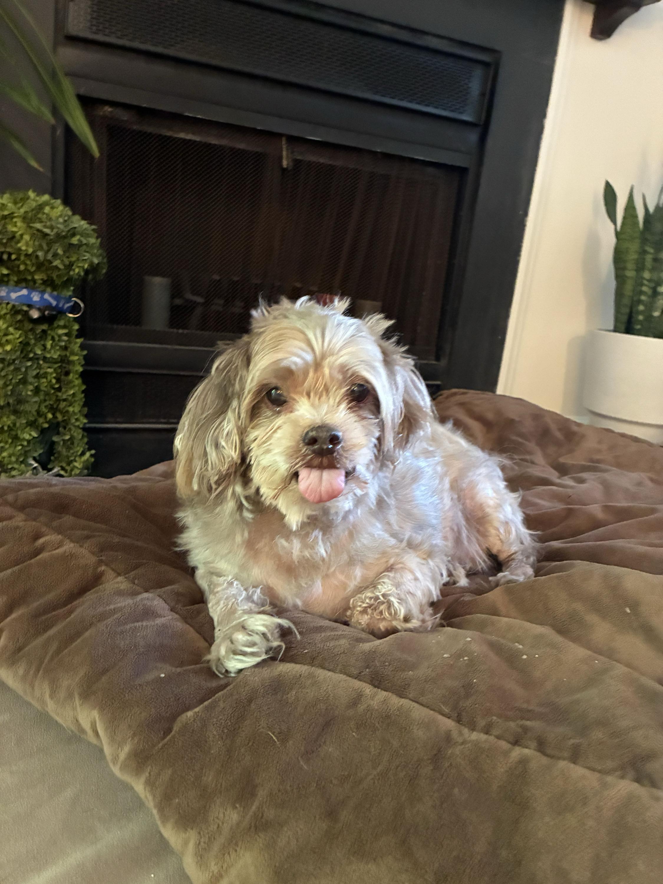 Jazz Paws, Adoptable, Senior Male Miniature Poodle & Yorkshire Terrier.