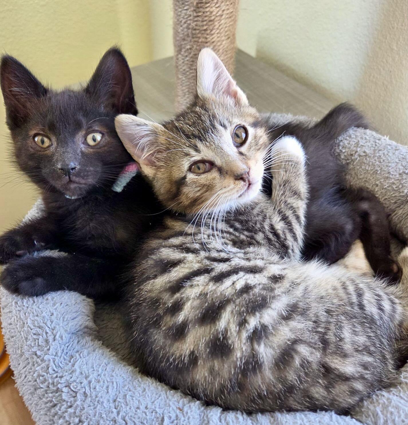 Carl, an adopted Tabby in Hood River, OR image 4/6