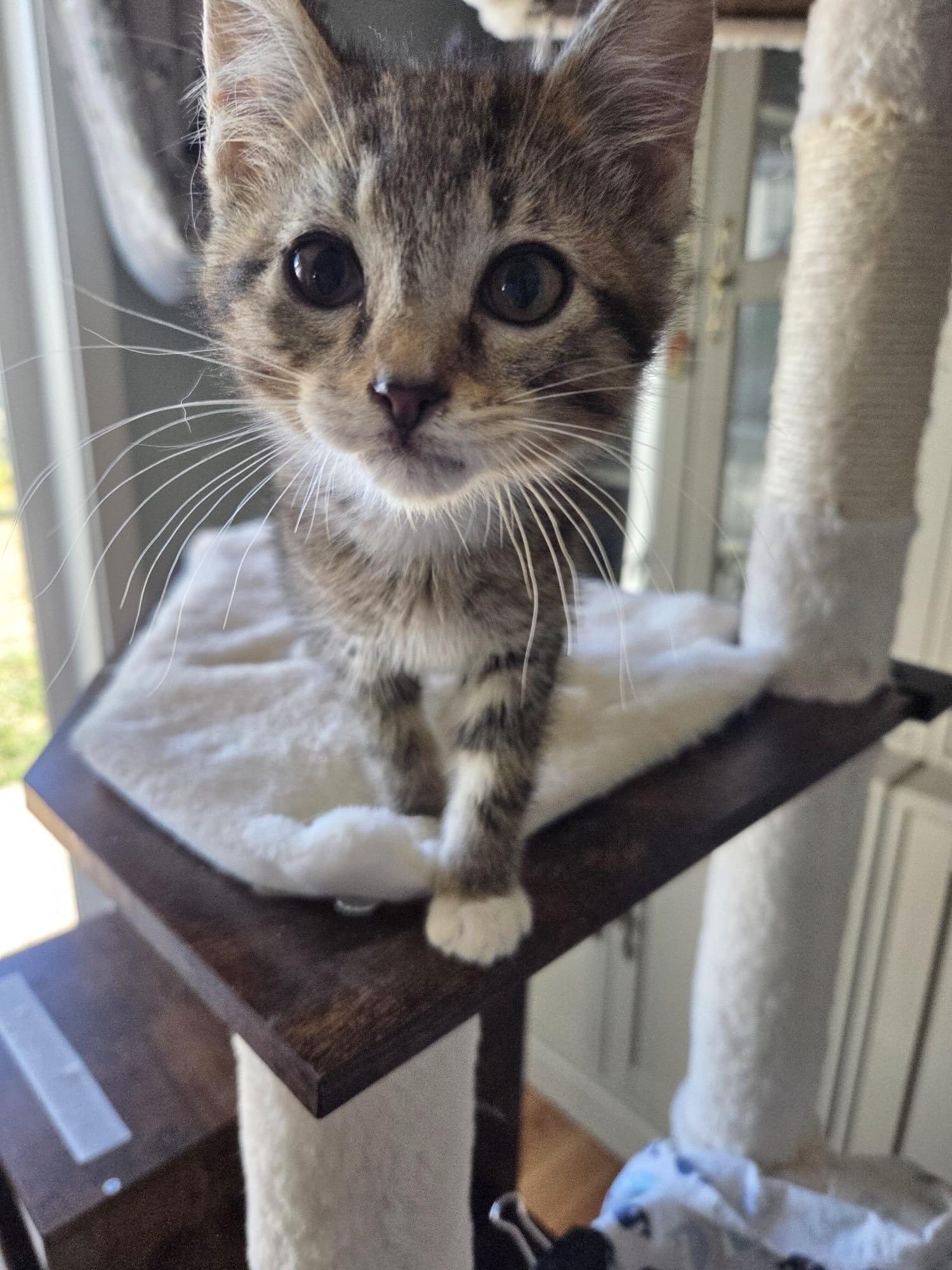 Carl, adopted, Kitten Male Tabby.