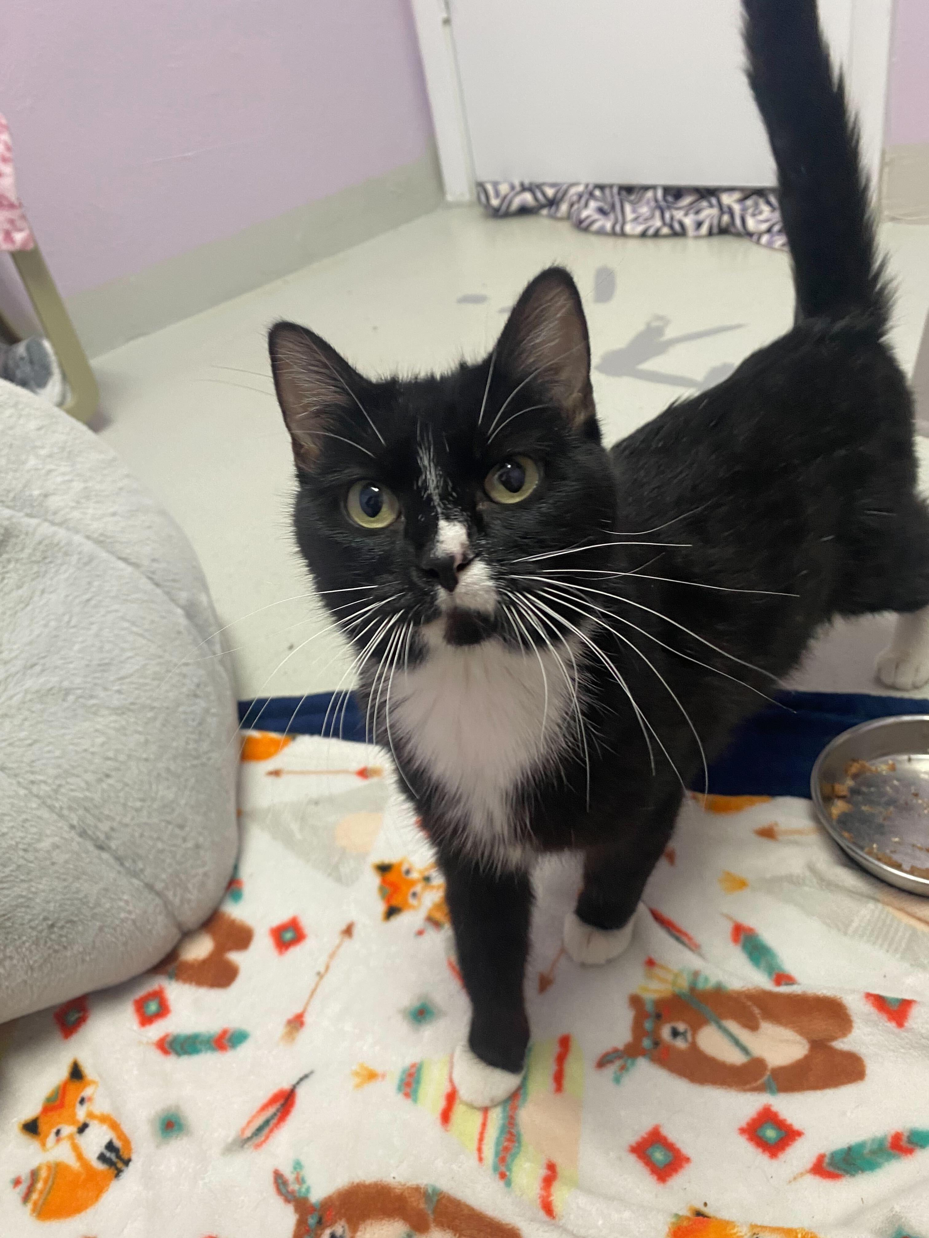 Dove, Adopted, Adult Female Domestic Short Hair.