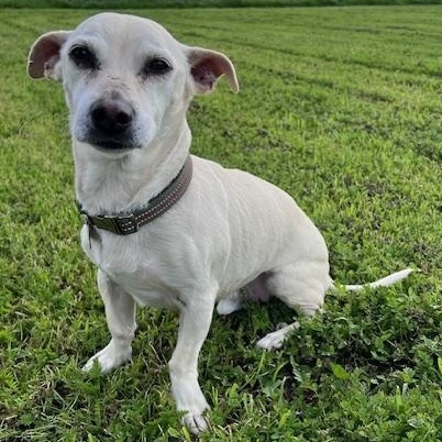 Buddy, a Adoptable mixed breed in Ramona, CA image 5/6