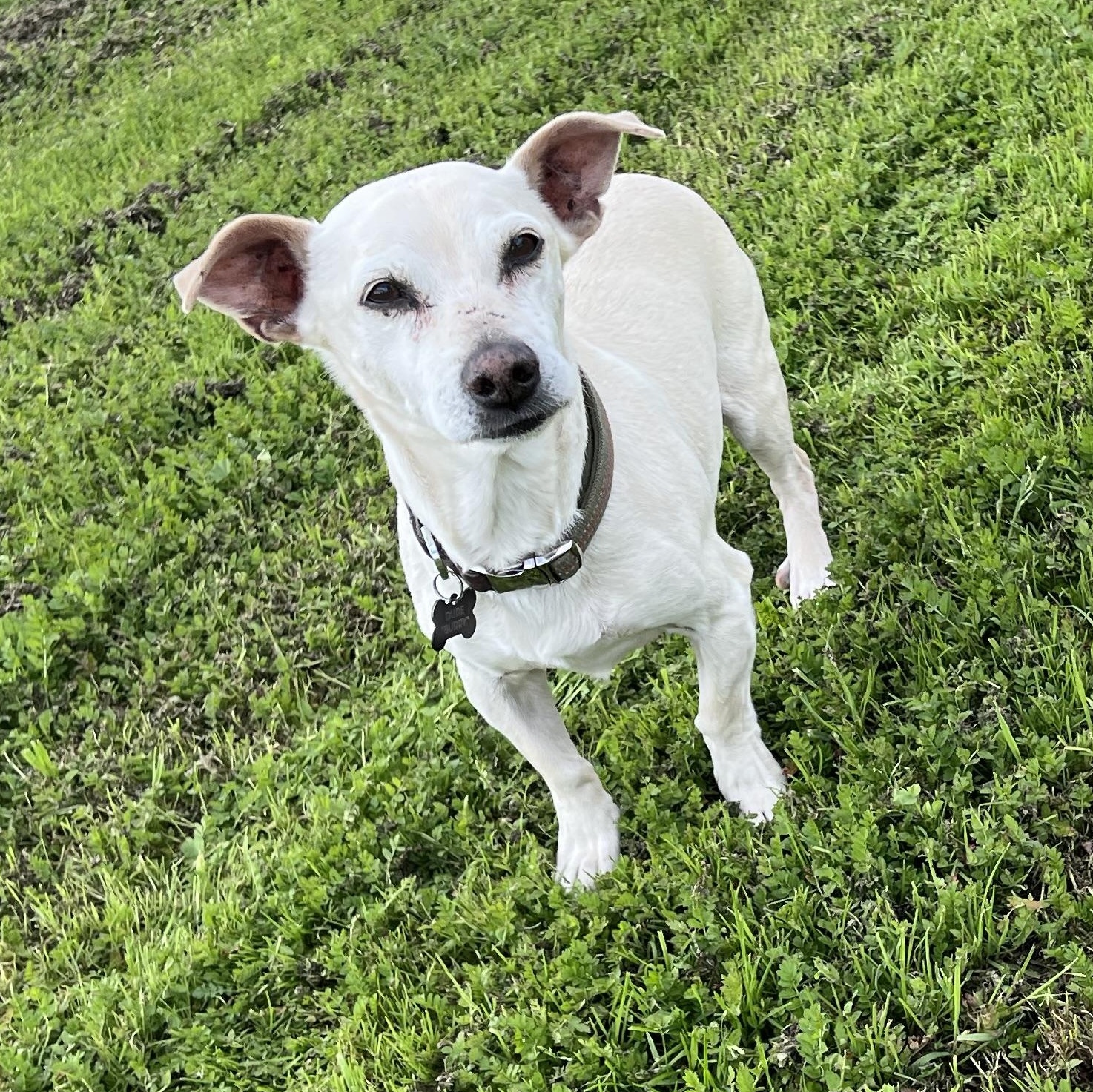 Buddy, Adoptable, Senior Male Dachshund.