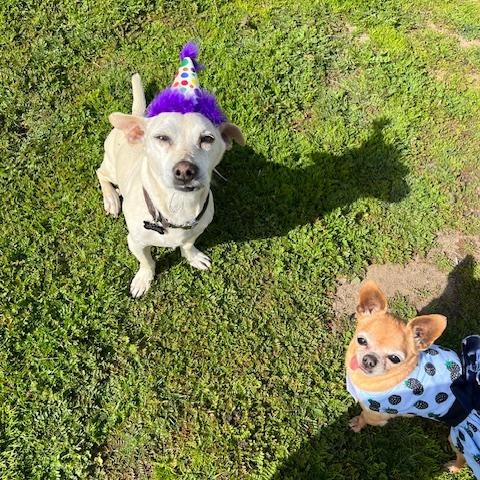 Buddy, a Adoptable mixed breed in Ramona, CA image 4/6