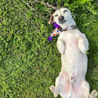 Buddy, a Adoptable mixed breed in Ramona, CA image 3/6