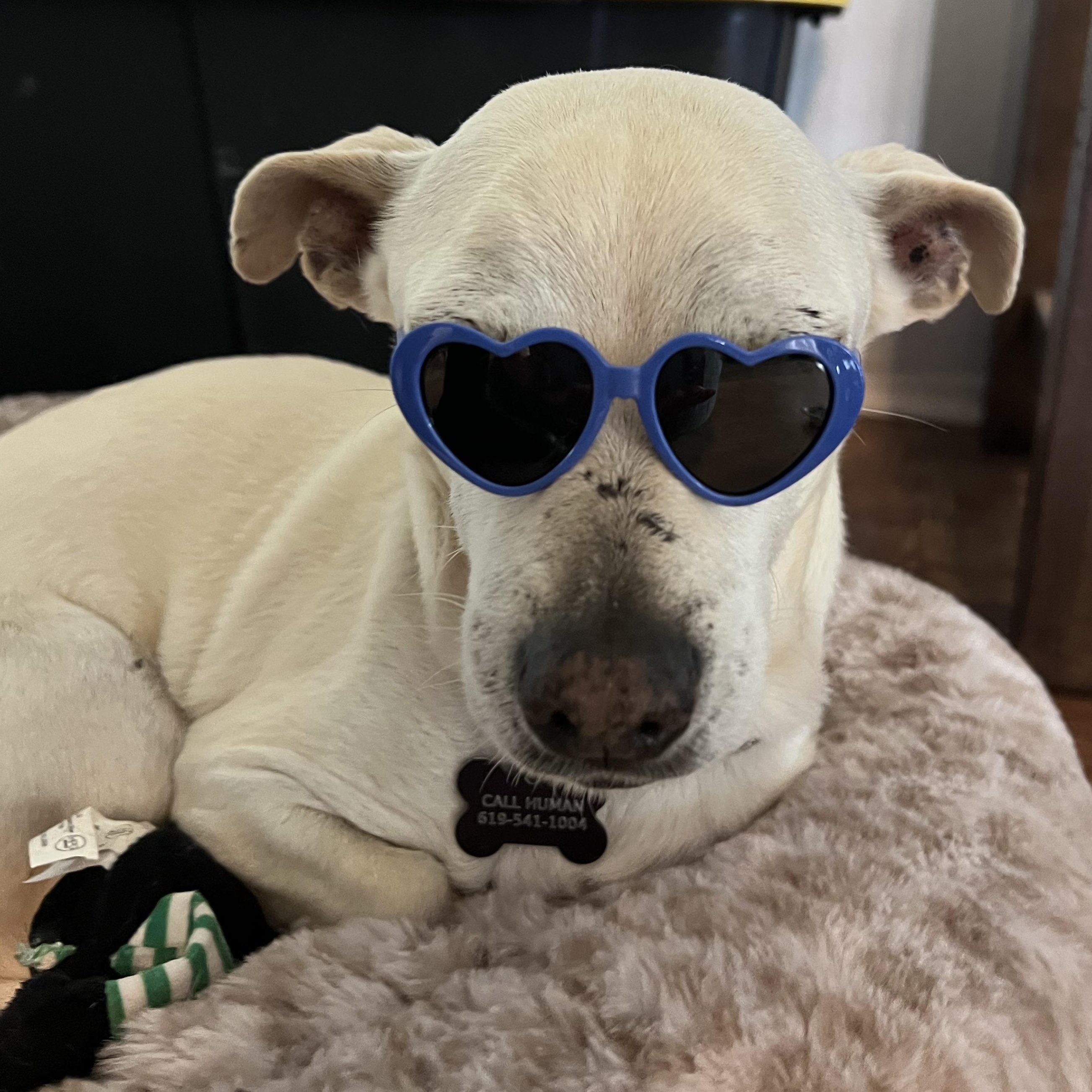 Buddy, a Adoptable mixed breed in Ramona, CA image 2/6