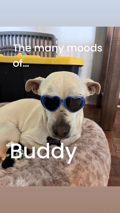 Enlarge Buddy, a Adoptable mixed breed in Ramona, CA video 6/6