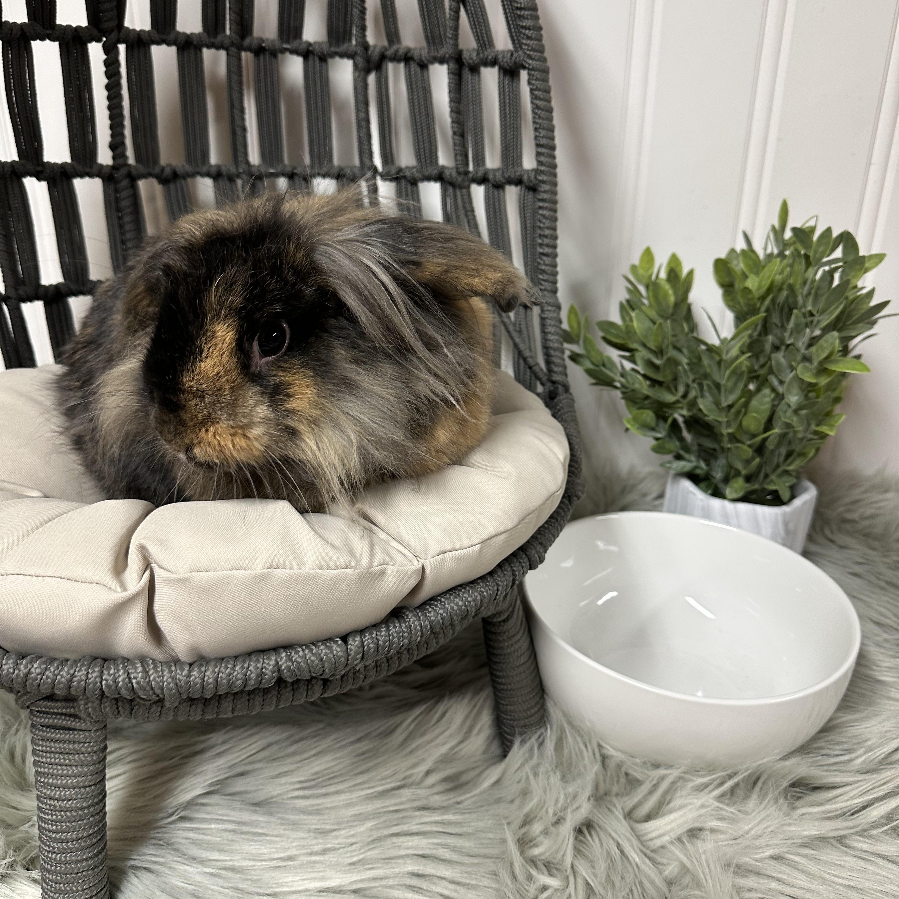 Snickers, Adopted, Adult Male Lionhead.