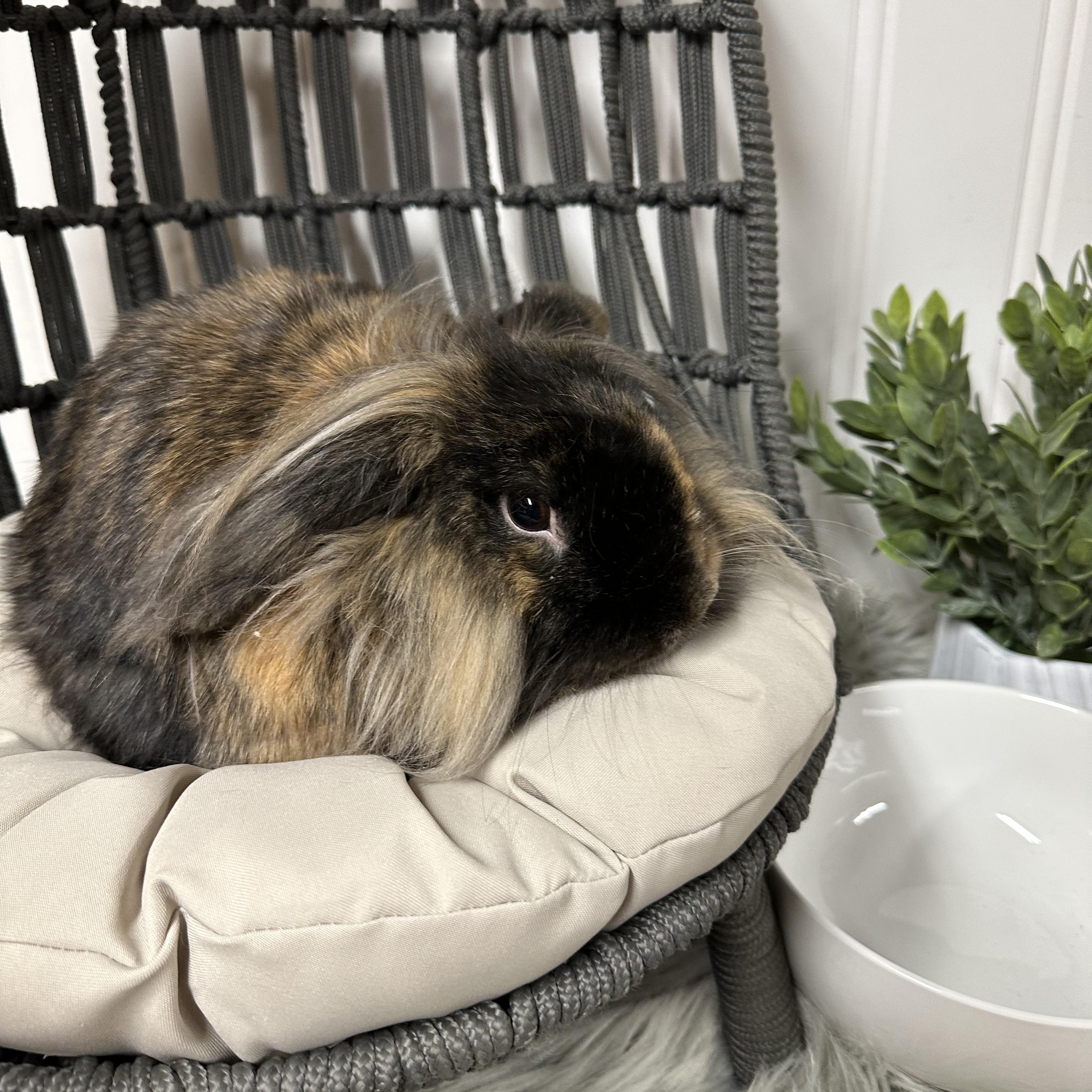 Enlarge Snickers, a Adopted Lionhead in Columbia, SC image 2/4