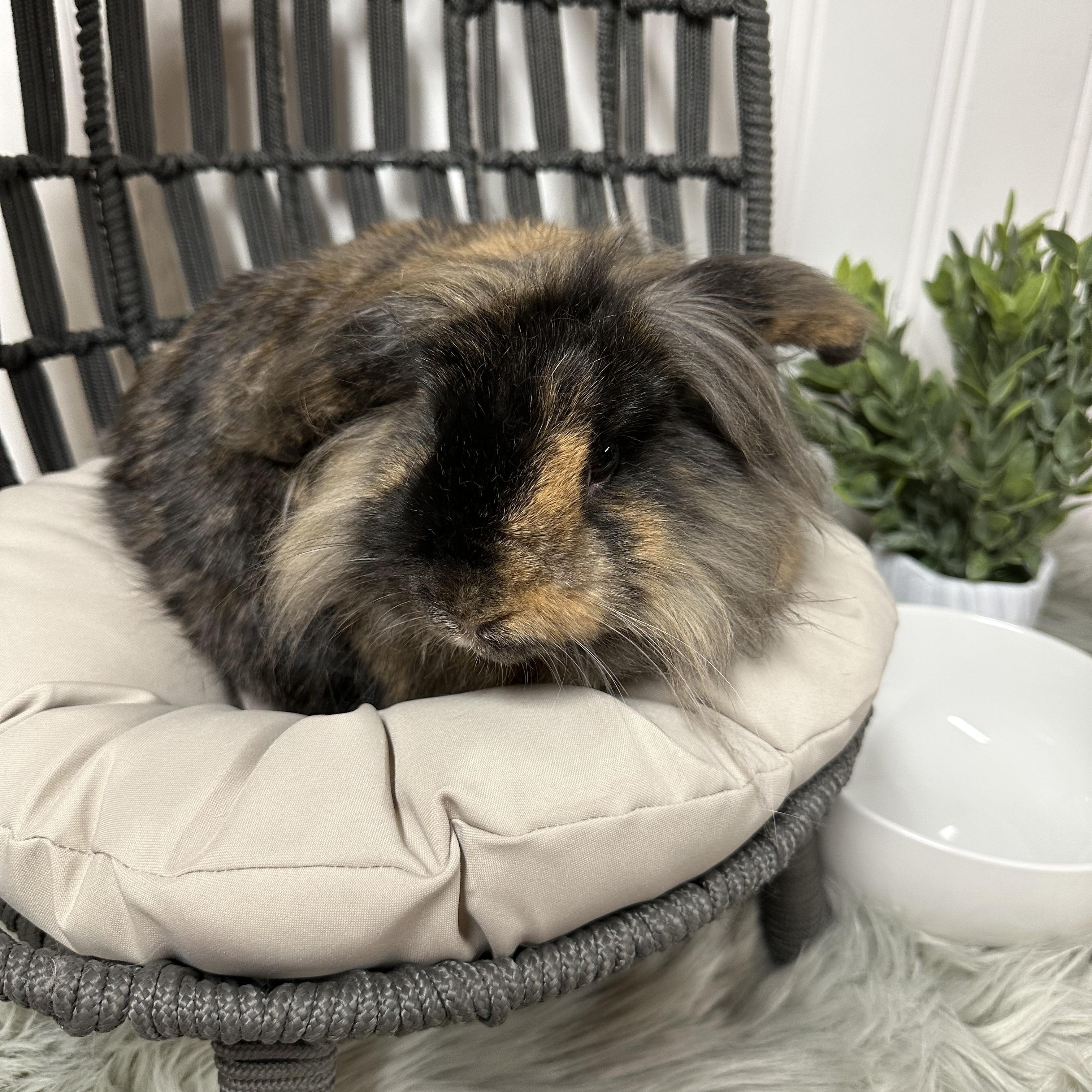 Enlarge Snickers, a Adopted Lionhead in Columbia, SC image 3/4