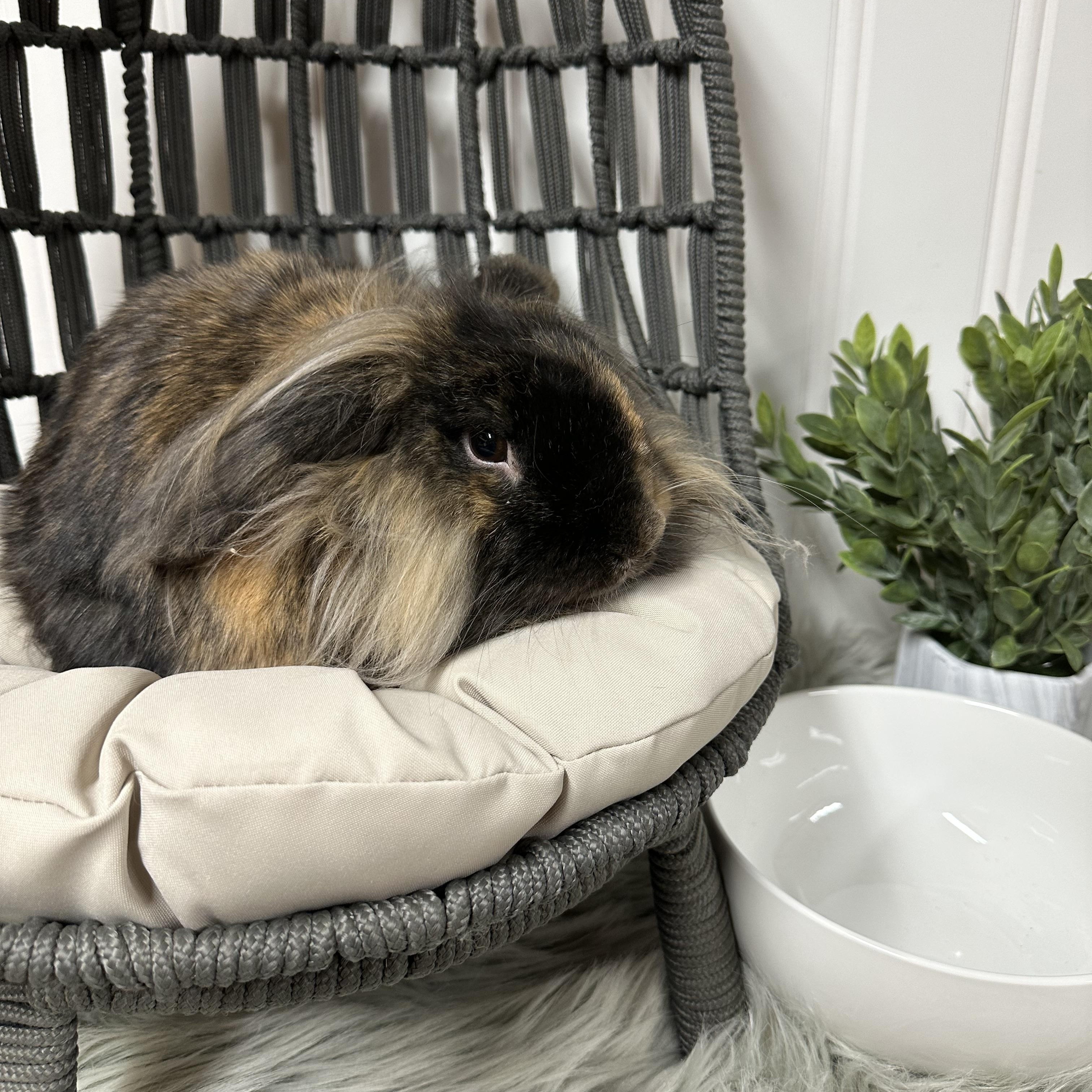 Enlarge Snickers, a Adopted Lionhead in Columbia, SC image 4/4