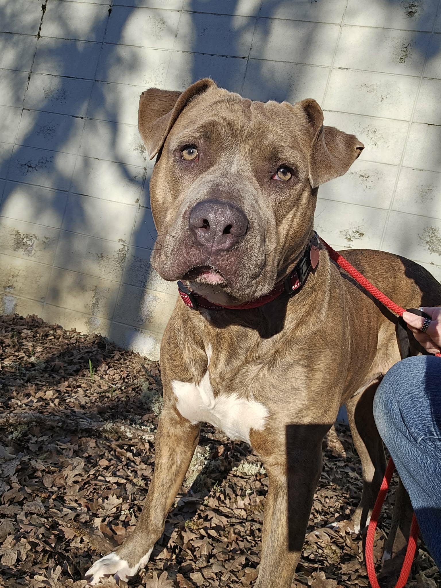 Grunkle, an adopted Pit Bull Terrier in Grants Pass, OR image 5/5