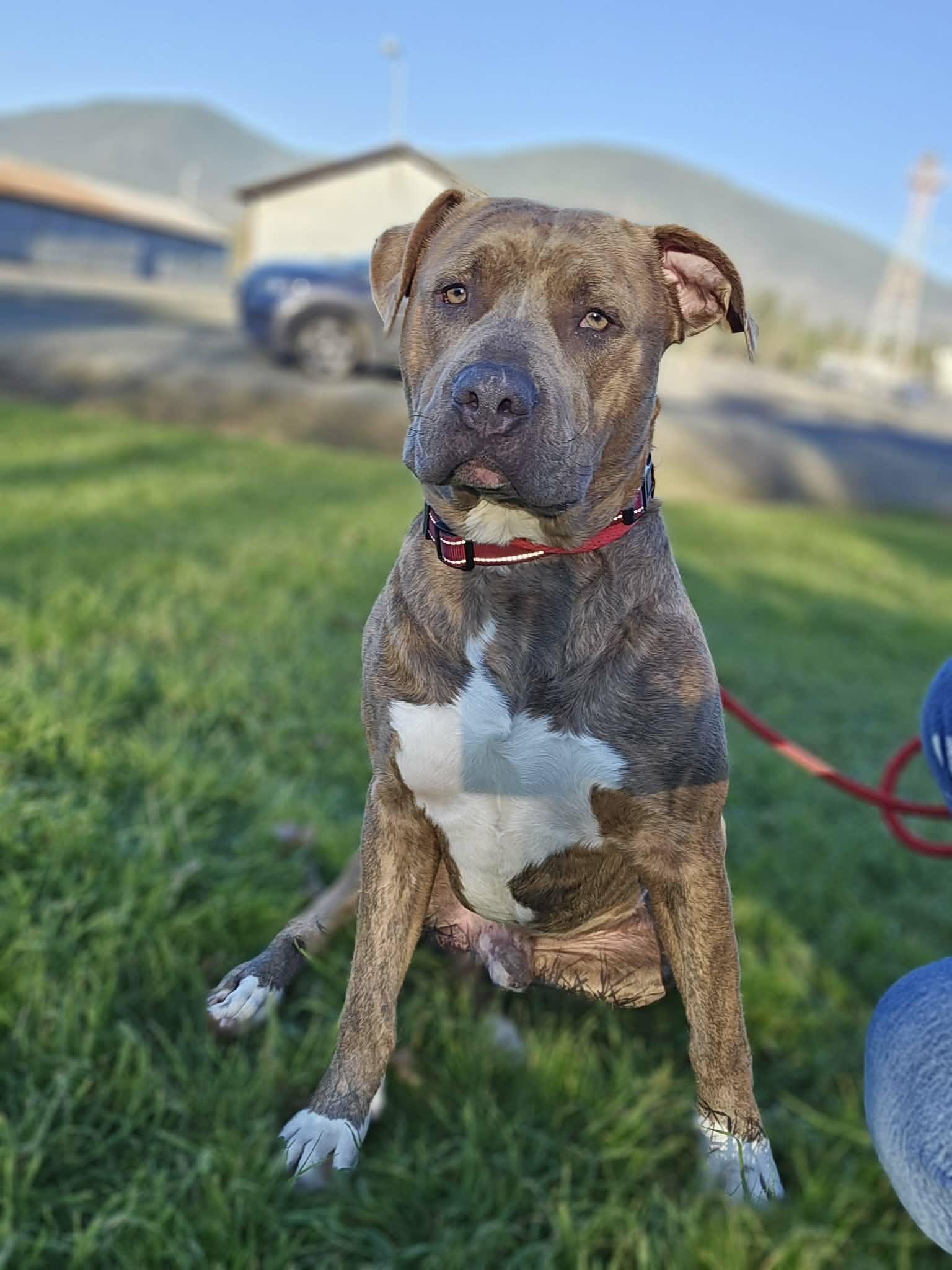 Grunkle, an adopted Pit Bull Terrier in Grants Pass, OR image 1/5