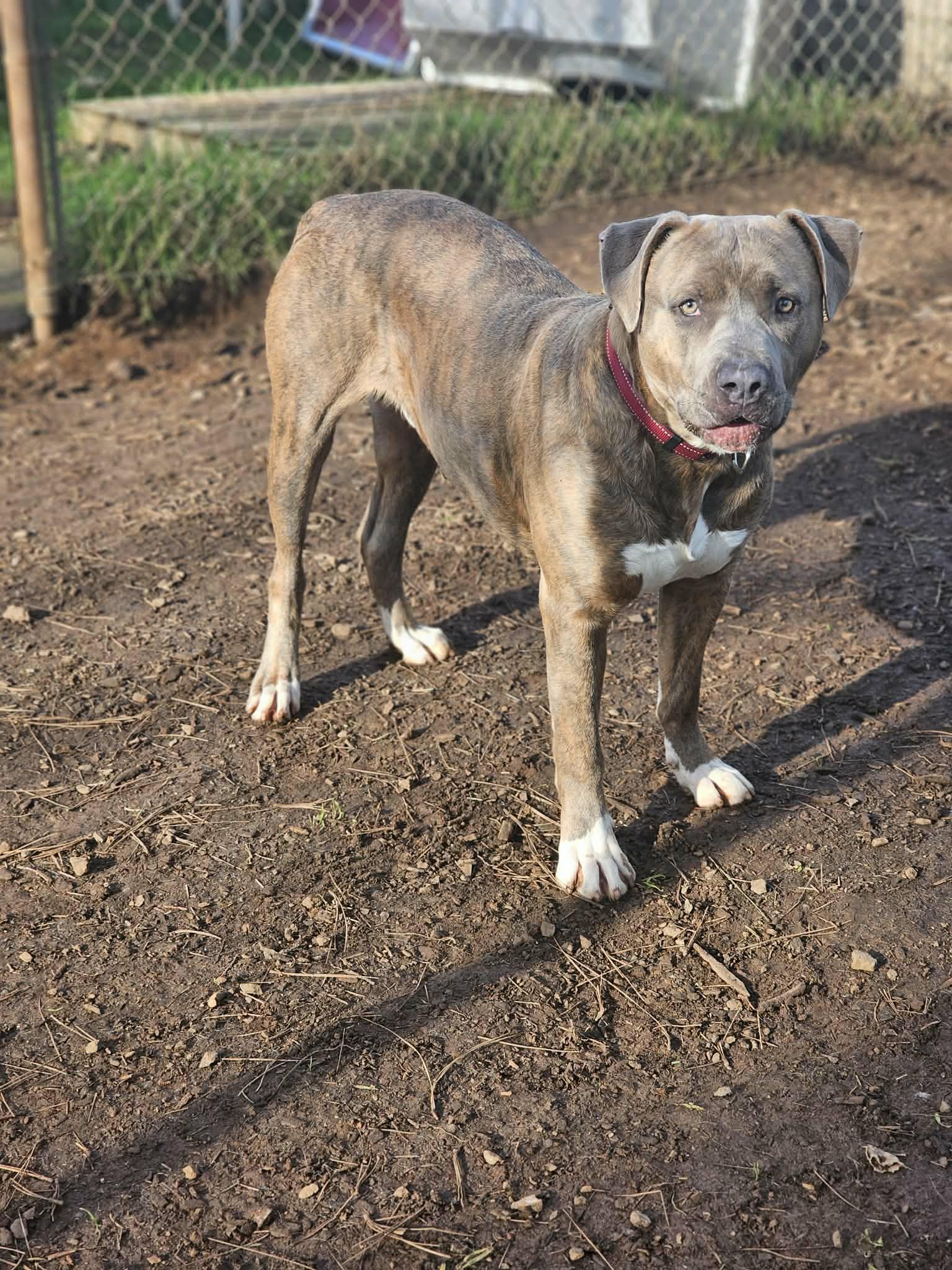 Grunkle, an adopted Pit Bull Terrier in Grants Pass, OR image 3/5