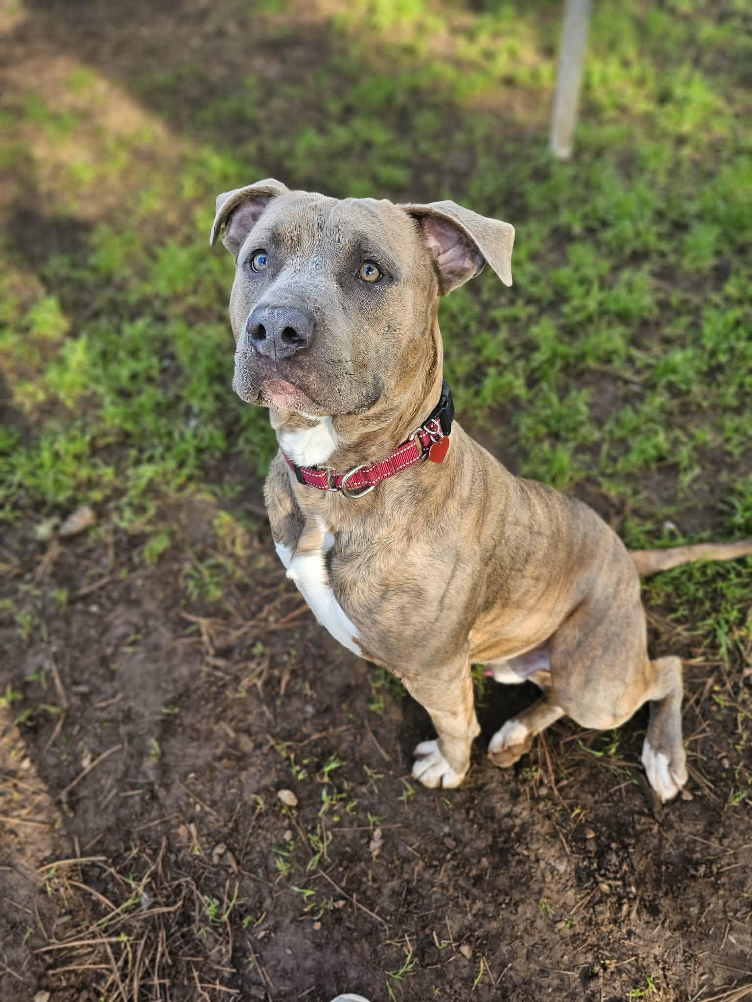 Grunkle, an adopted Pit Bull Terrier in Grants Pass, OR image 2/5