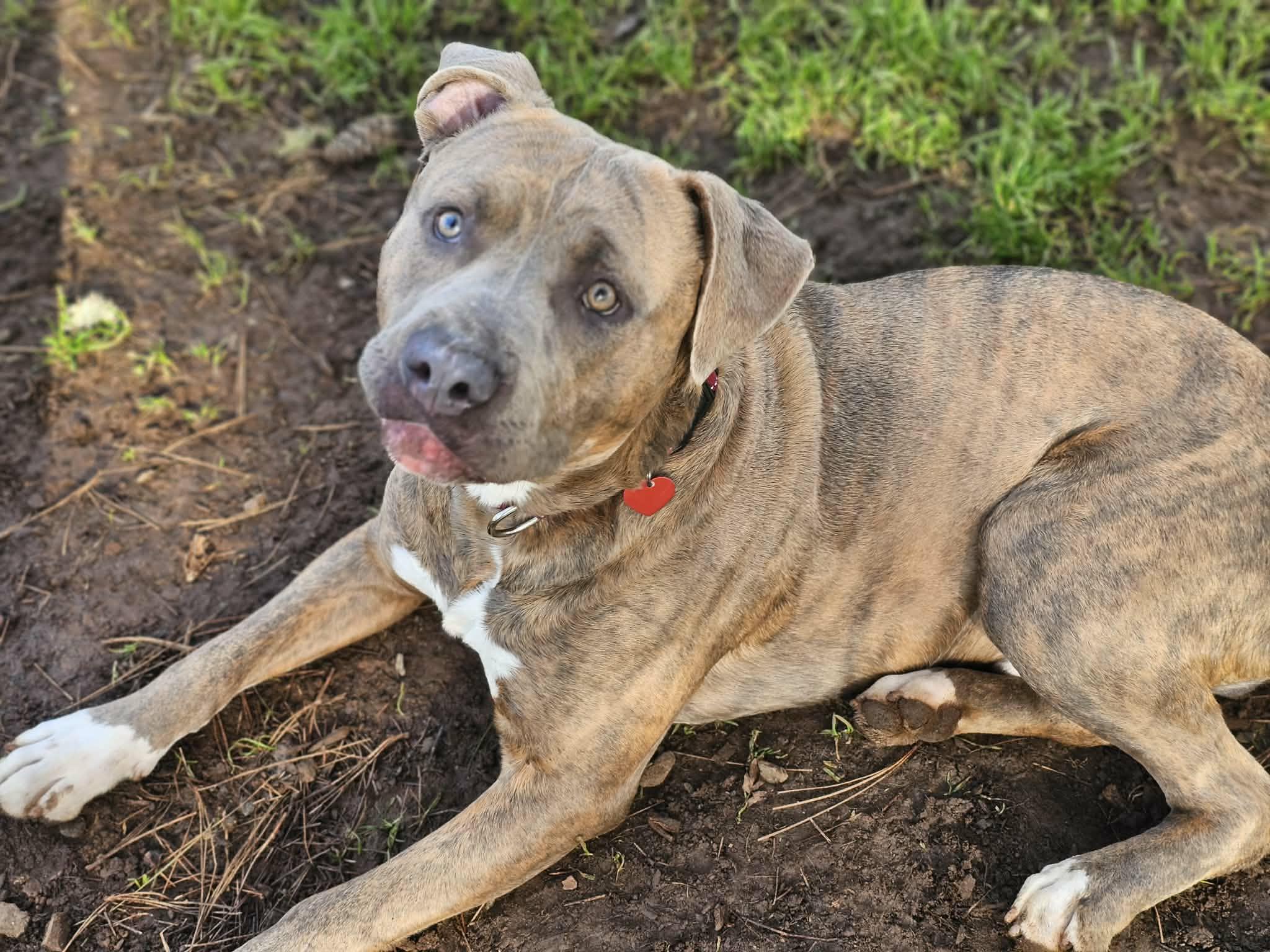 Grunkle, an adopted Pit Bull Terrier in Grants Pass, OR image 4/5