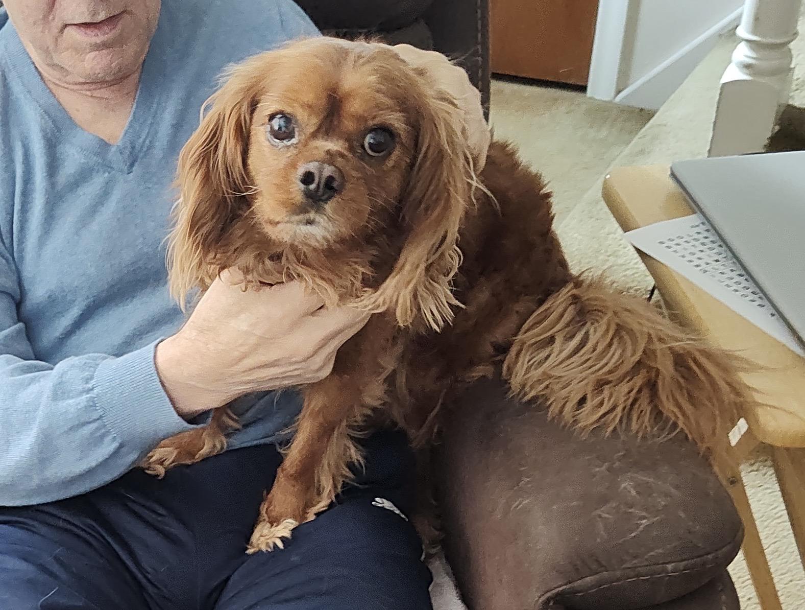 Rusty (he's lost everything and needs an angel), an adopted Cavalier King Charles Spaniel in Middletown, CT image 4/5
