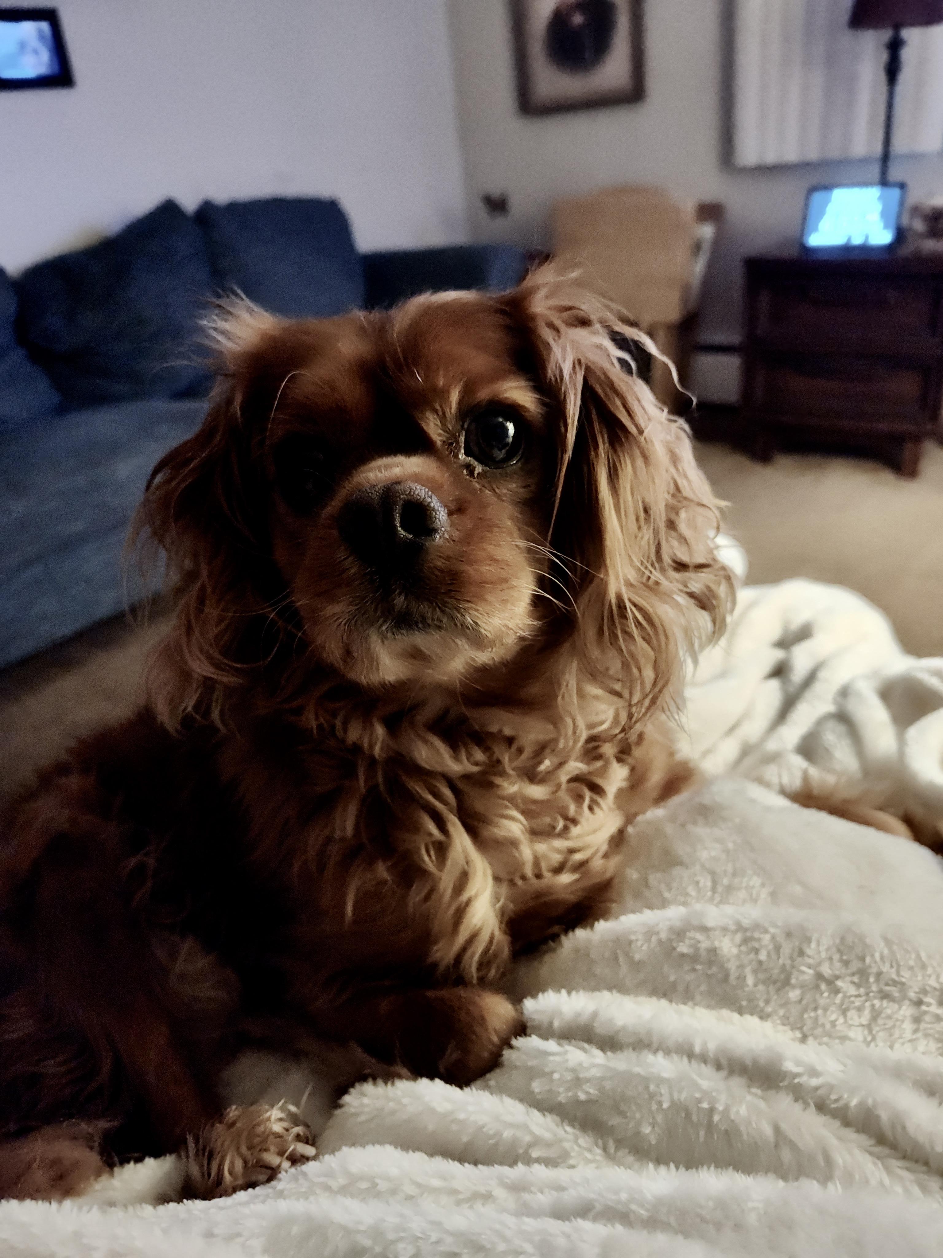 Rusty (he's lost everything and needs an angel), an adopted Cavalier King Charles Spaniel in Middletown, CT image 5/5