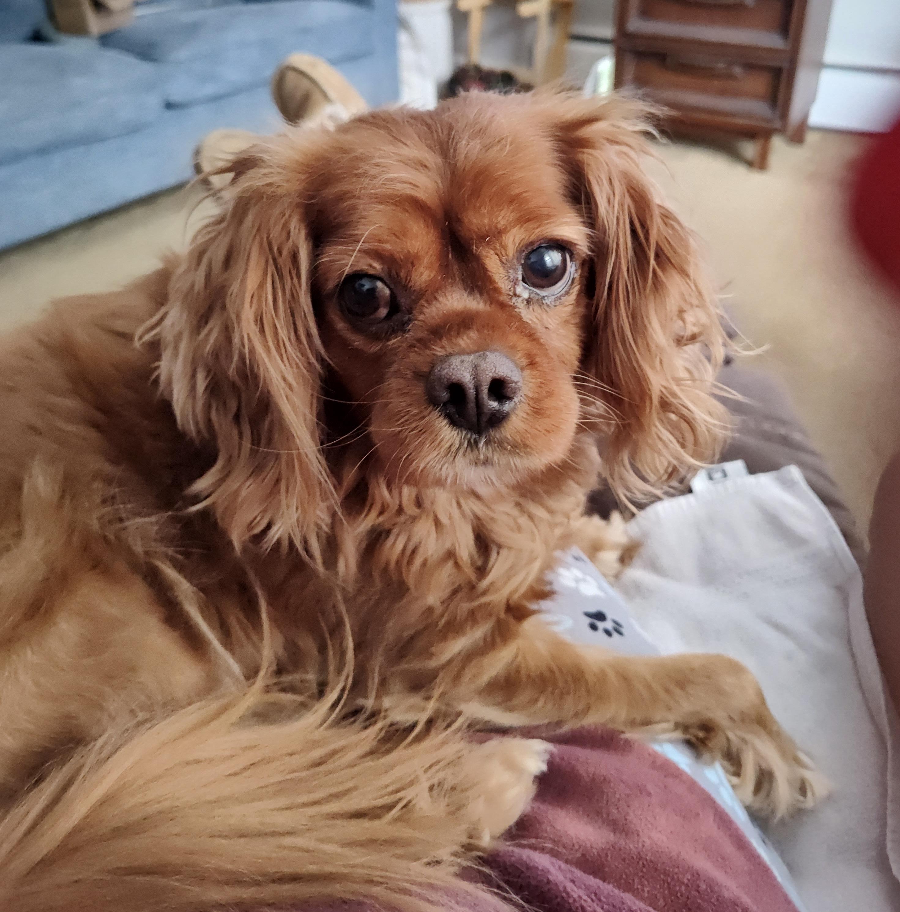 Rusty (he's lost everything and needs an angel), adopted, Adult Male Cavalier King Charles Spaniel.
