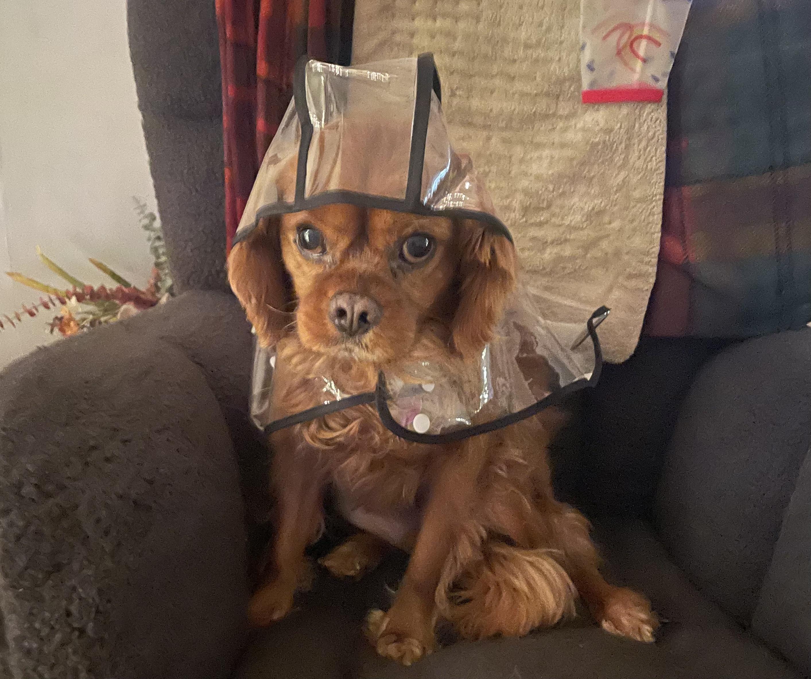 Rusty (he's lost everything and needs an angel), an adopted Cavalier King Charles Spaniel in Middletown, CT image 3/5