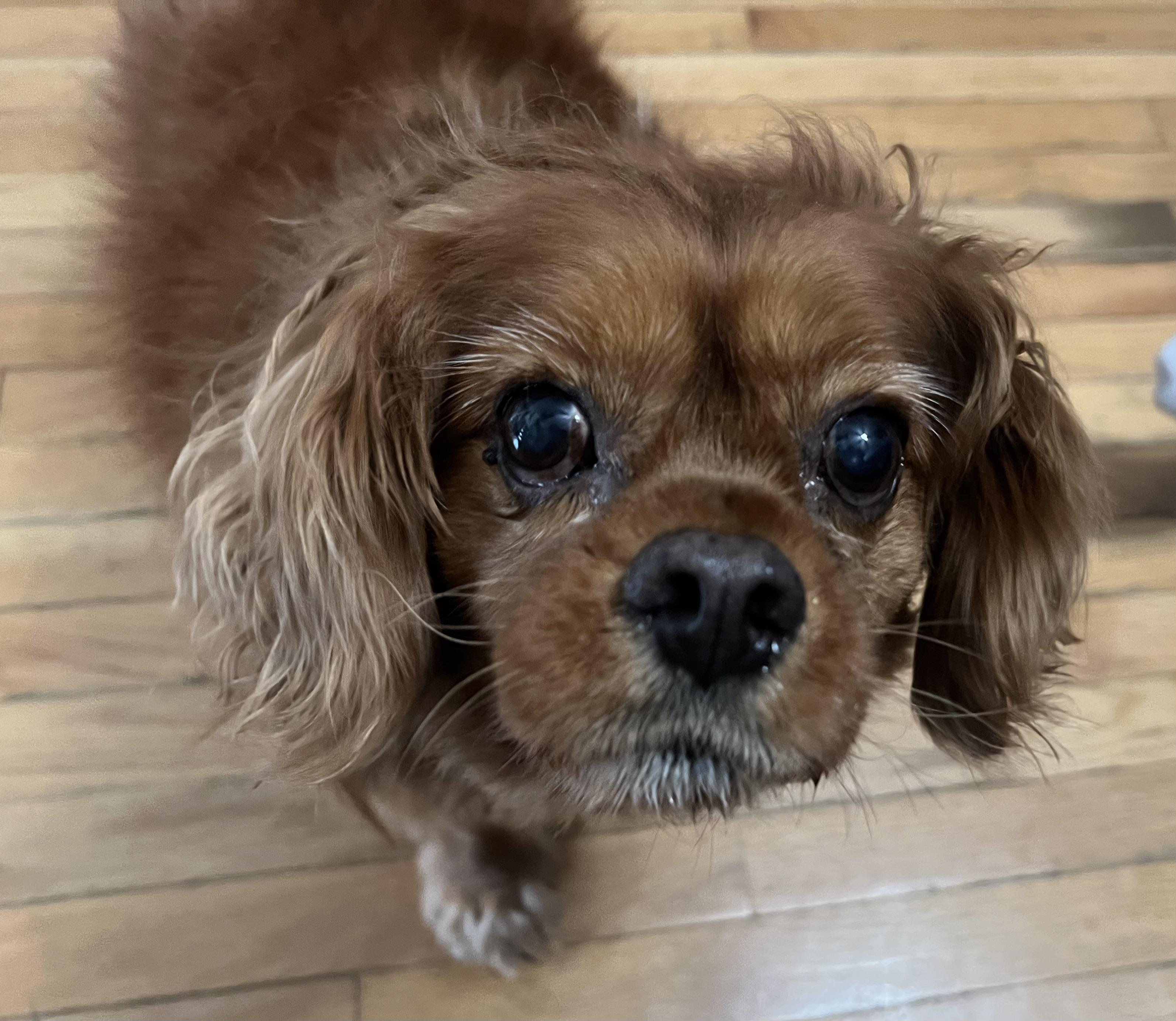 Rusty (he's lost everything and needs an angel), an adopted Cavalier King Charles Spaniel in Middletown, CT image 2/5