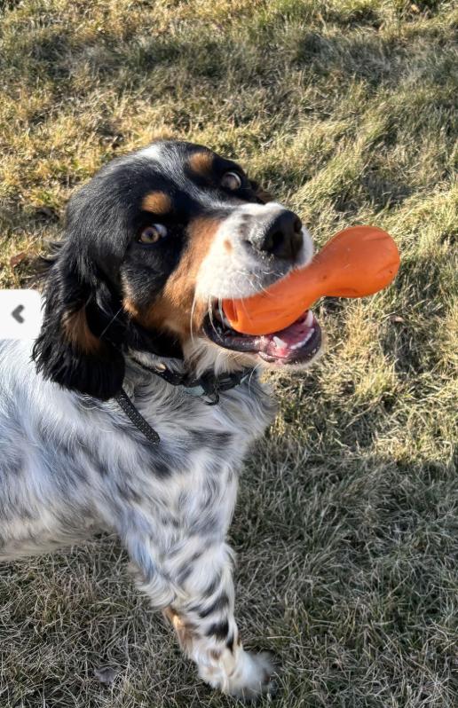 Enlarge Taco Dogler, a ADOPTABLE English Setter in Boerne, TX image 5/6