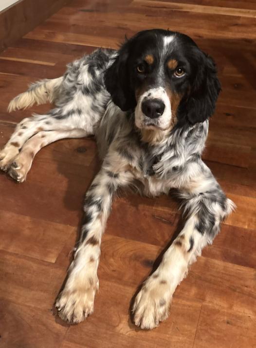 Enlarge Taco Dogler, a ADOPTABLE English Setter in Boerne, TX image 3/6